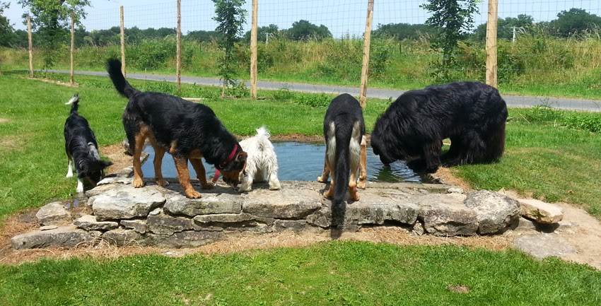 Complicité Canine 87