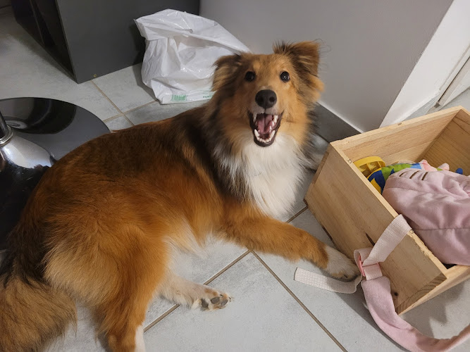 PENSION CANINE/FELIN- ELEVEUR CANIN (65)