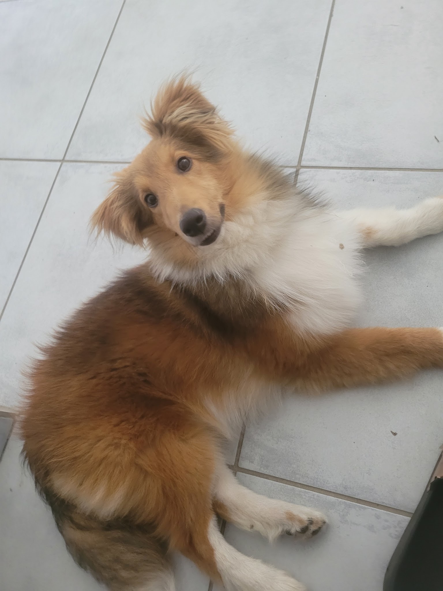 PENSION CANINE/FELIN- ELEVEUR CANIN (65) — photo
