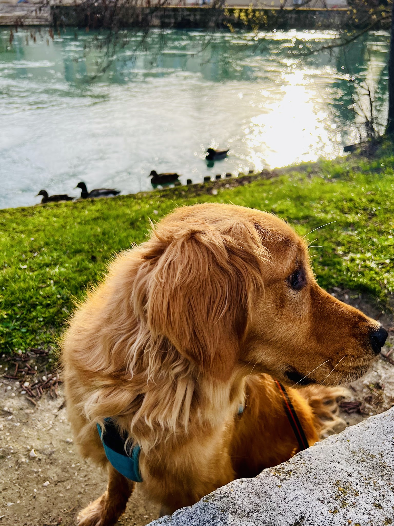 Cani Be Happy — photo