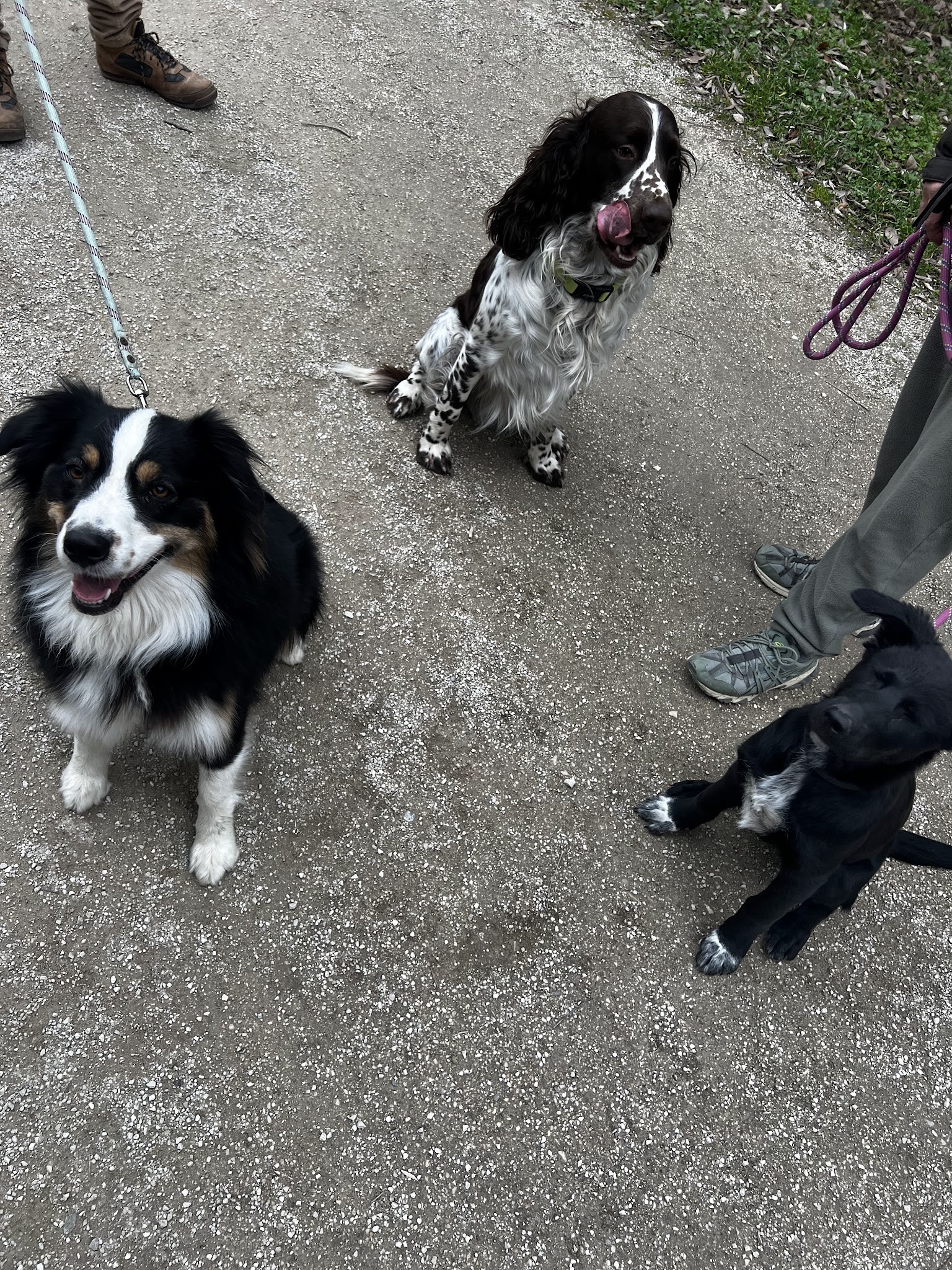 Cani Be Happy — photo