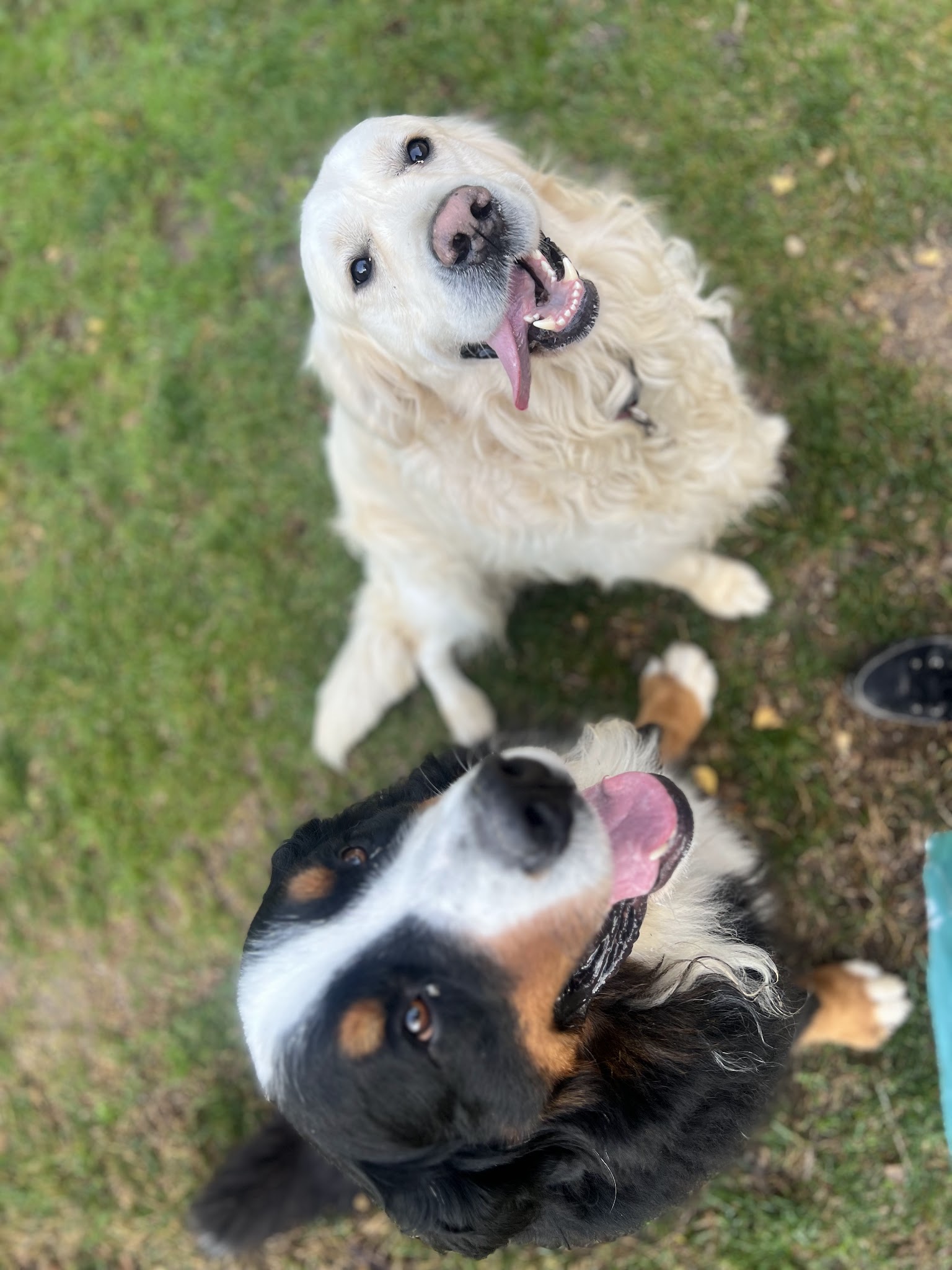 Cani Be Happy — photo
