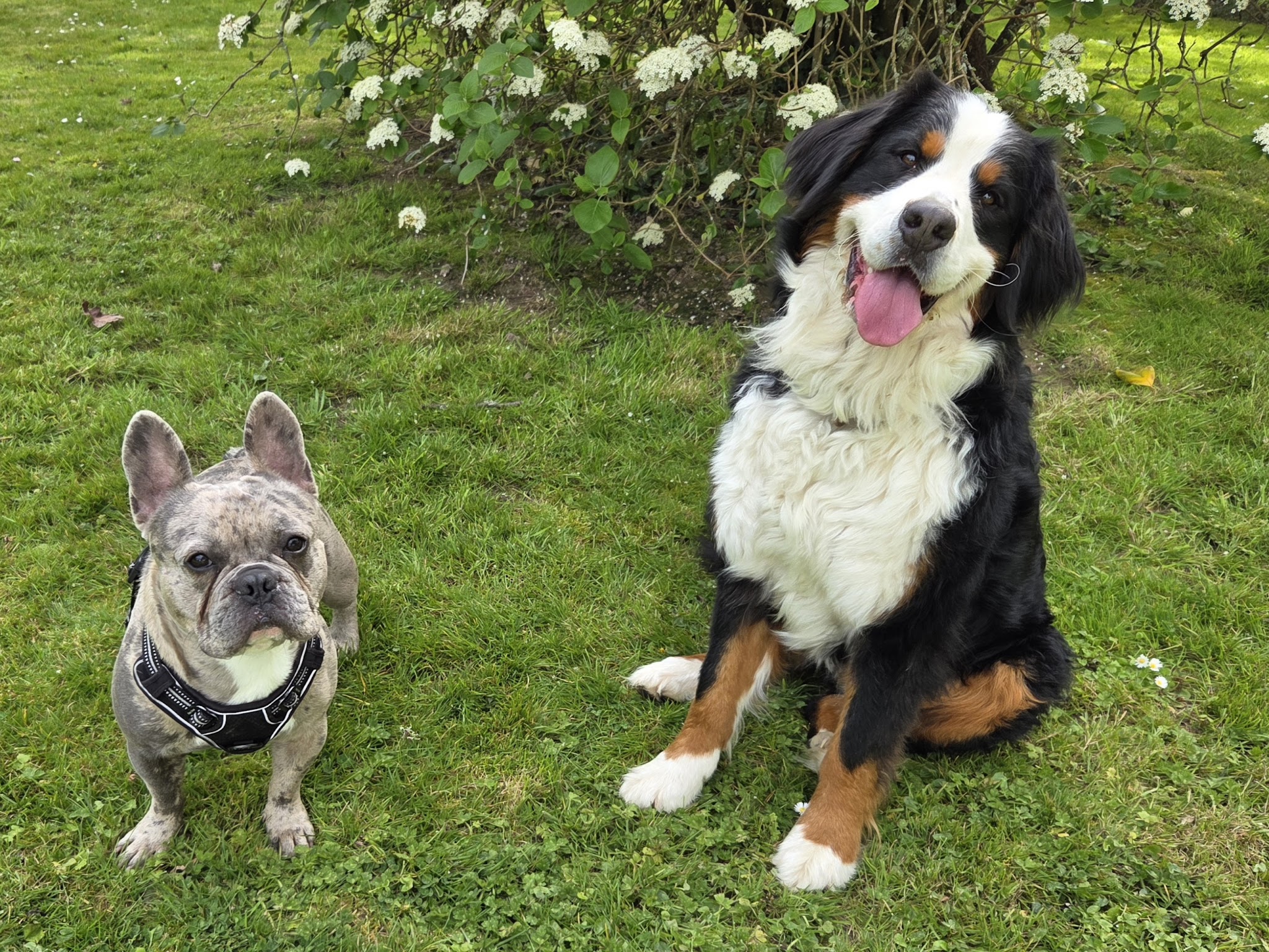 Pension Pattes et Compagnie — photo