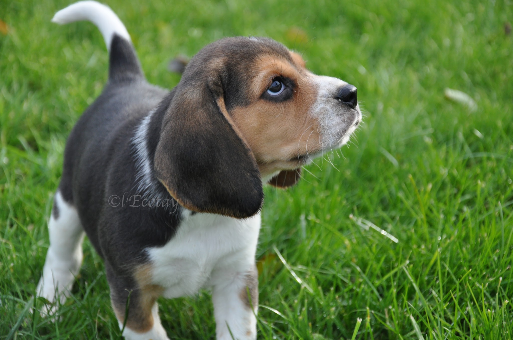 Chenil de l'Ecotay : Elevage et Pension canine