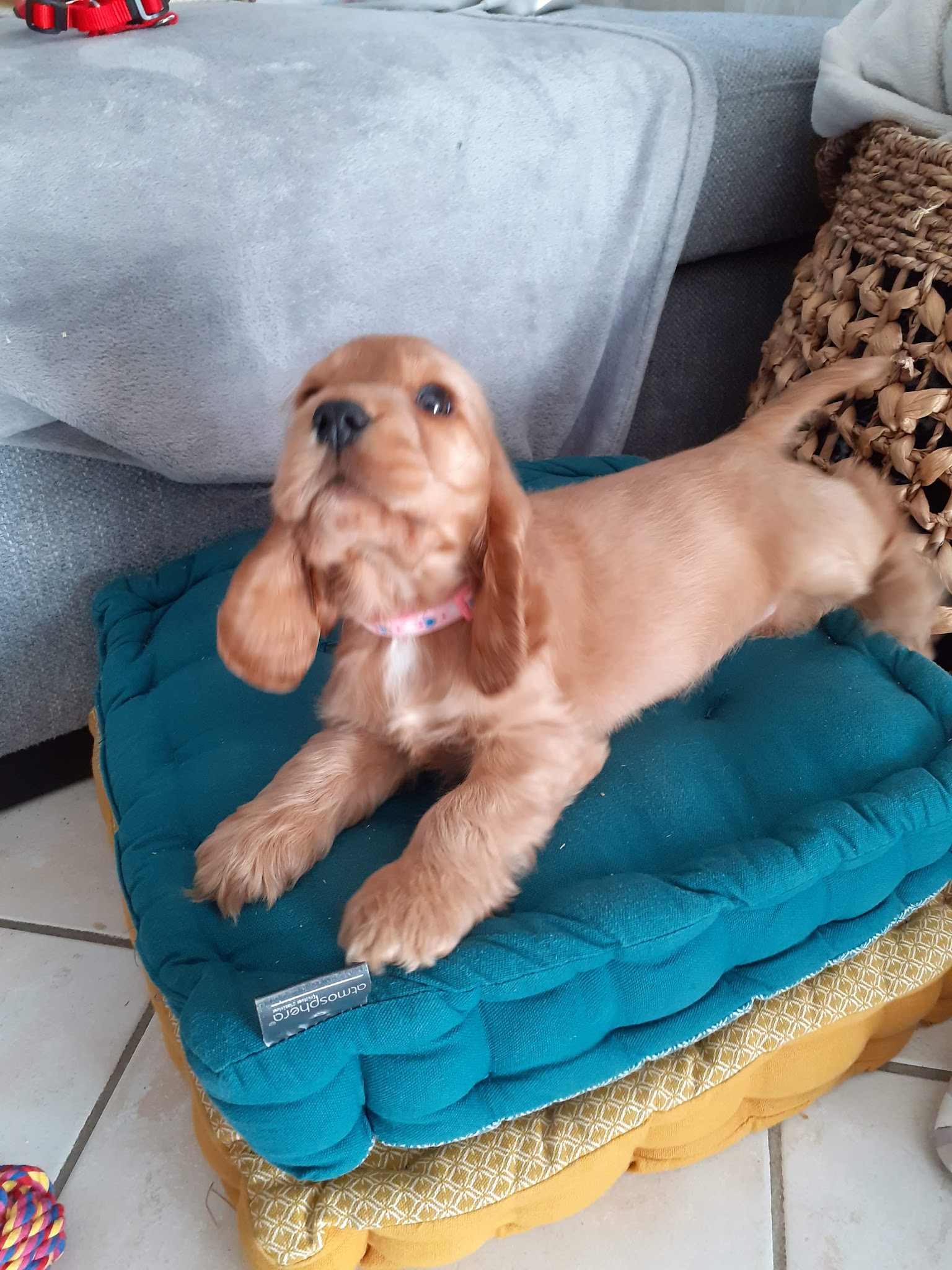 Chenil de l'Ecotay : Elevage et Pension canine — photo