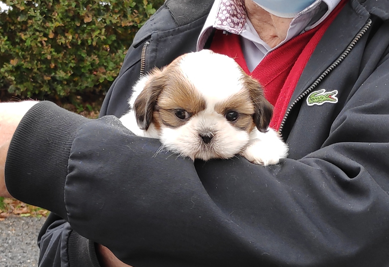 Chenil de l'Ecotay : Elevage et Pension canine — photo