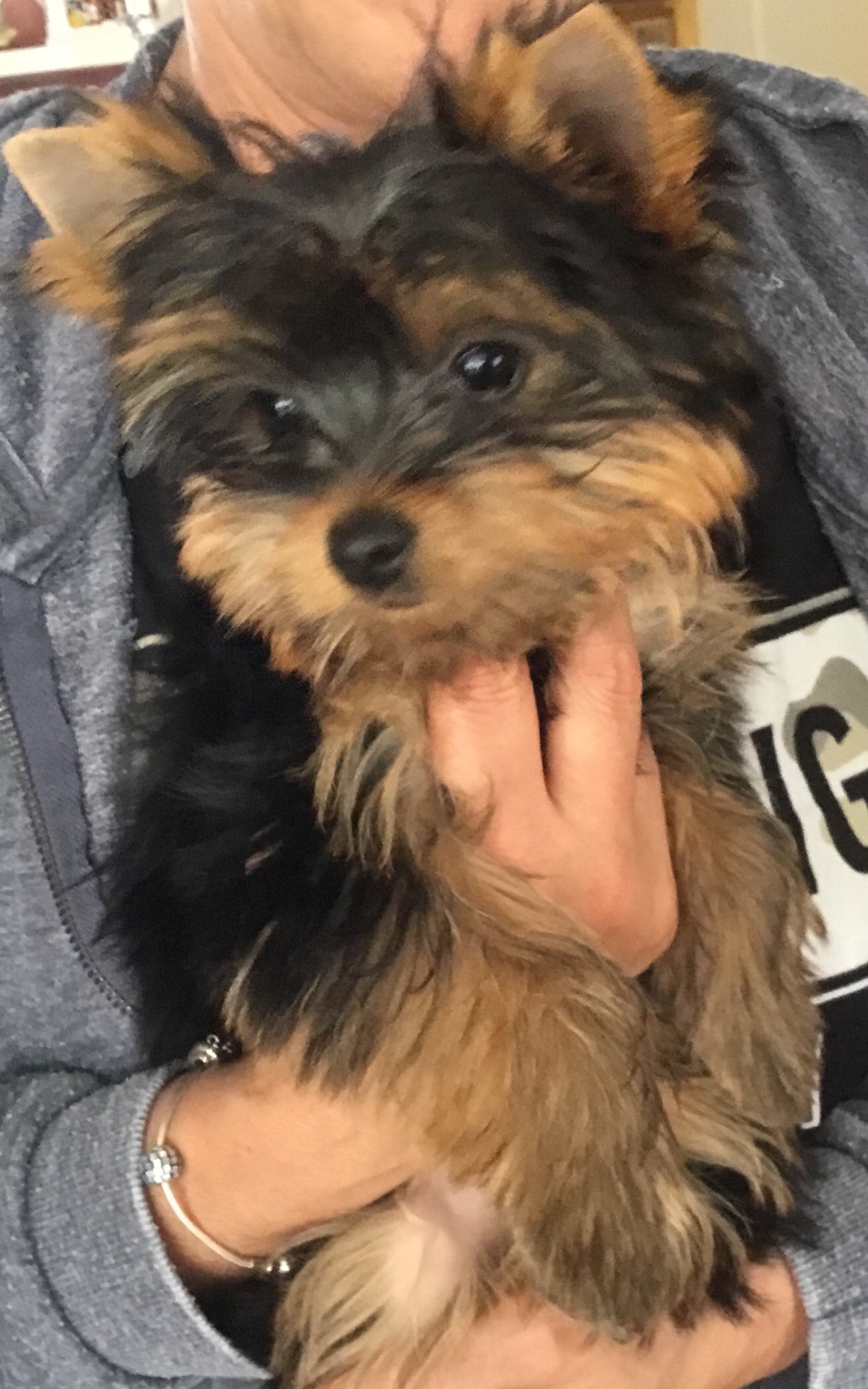 Chenil de l'Ecotay : Elevage et Pension canine — photo