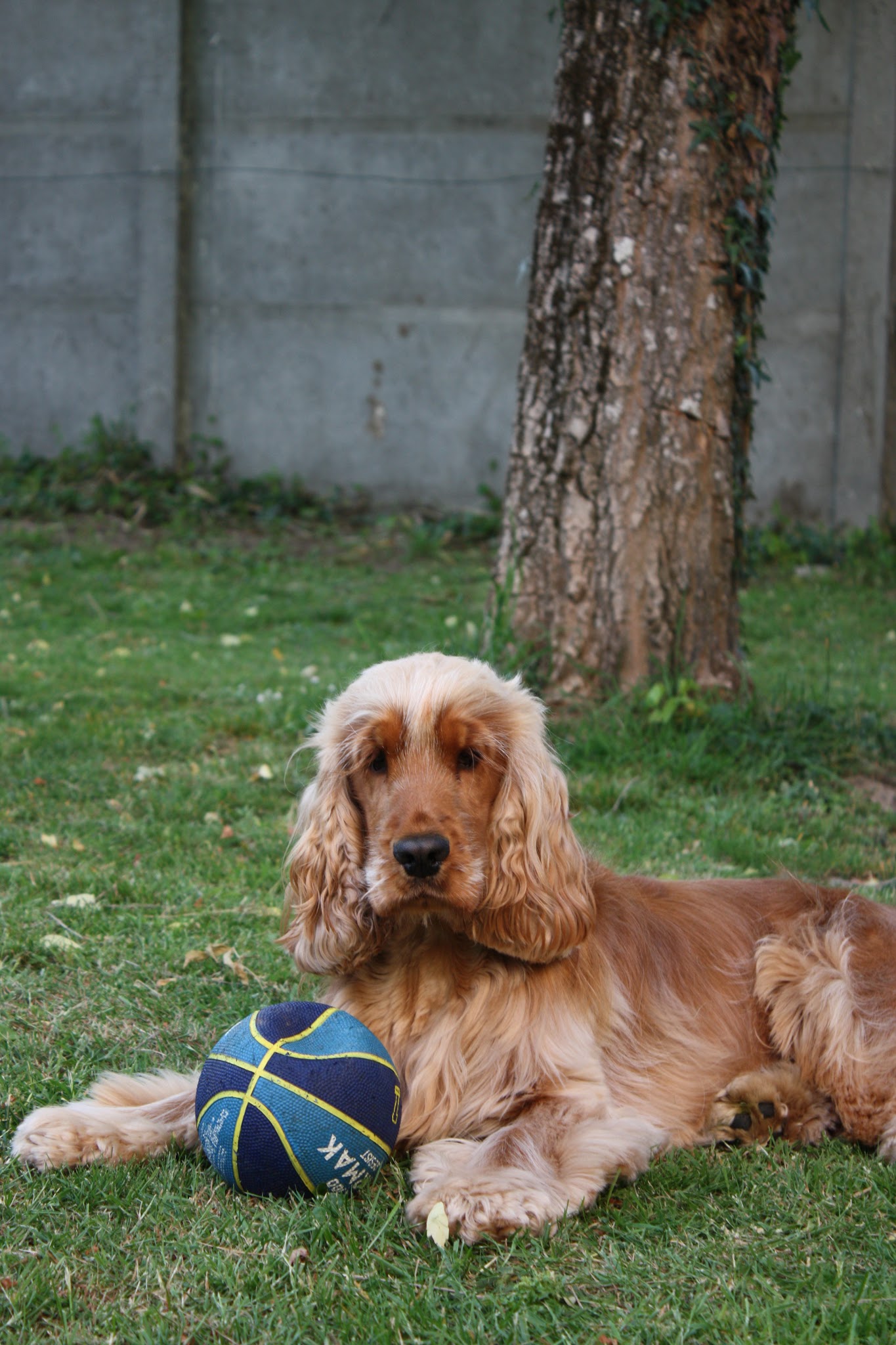 Chenil de l'Ecotay : Elevage et Pension canine — photo