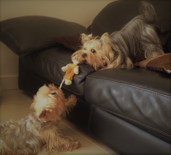 Elevage de yorkshire terriers LOF à Marseille "DE L'ELPAZEOR / OF ROYALTON "