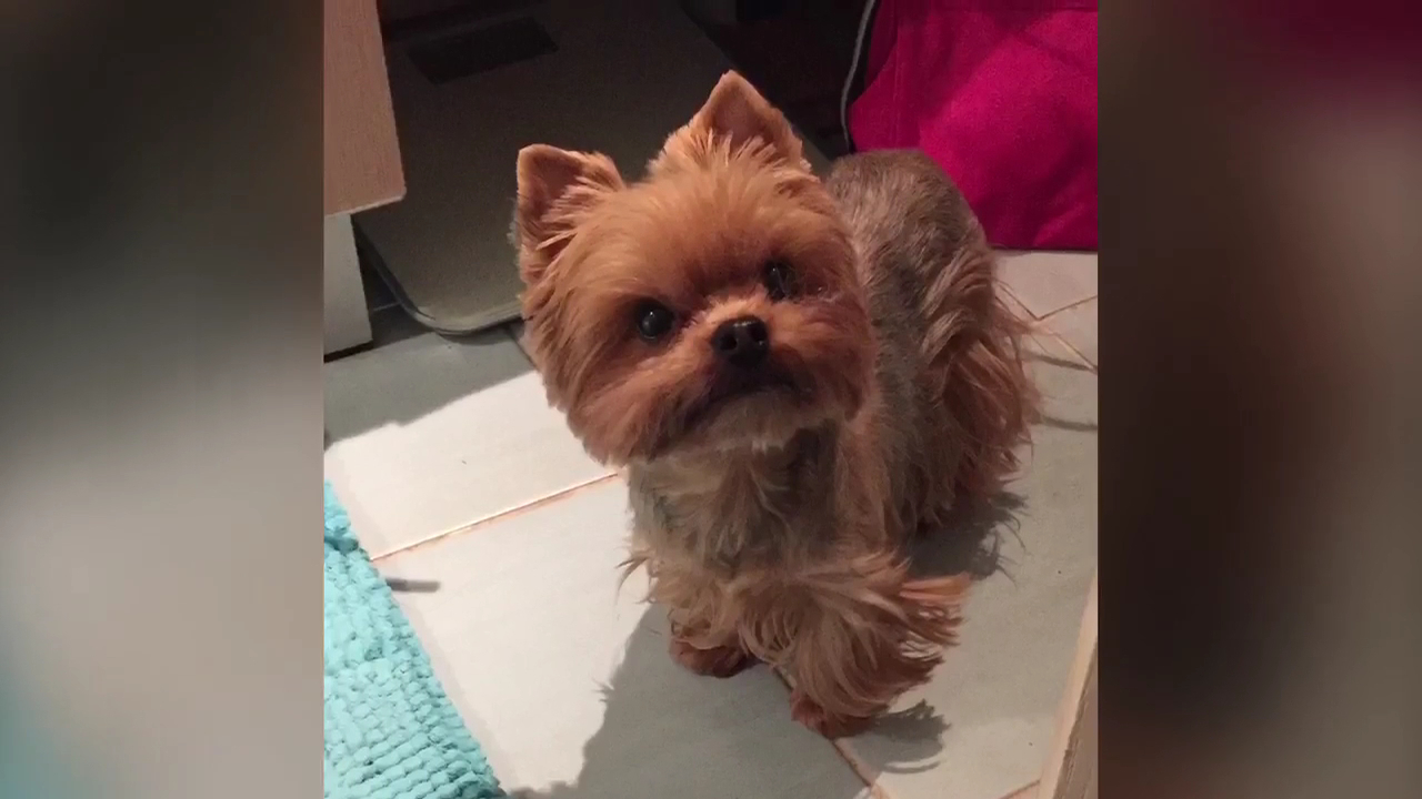 Elevage de yorkshire terriers LOF à Marseille "DE L'ELPAZEOR / OF ROYALTON " — photo