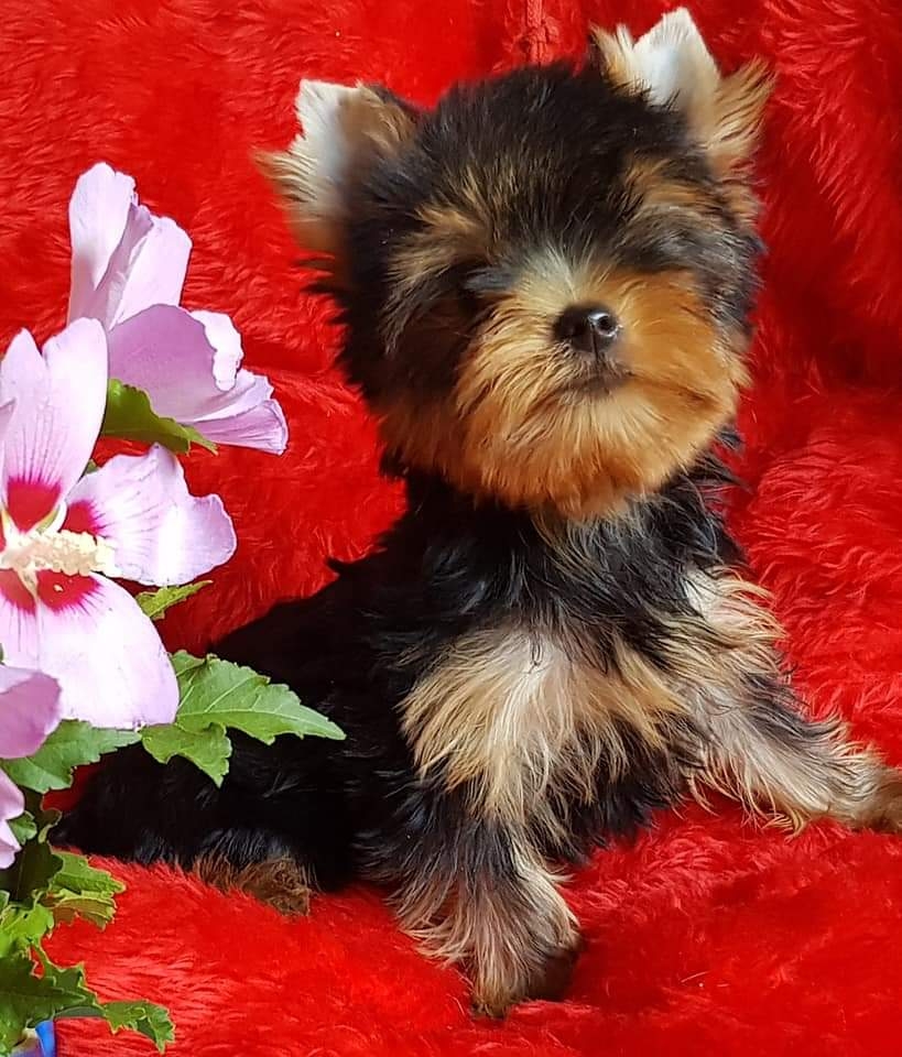 Elevage de yorkshire terriers LOF à Marseille "DE L'ELPAZEOR / OF ROYALTON " — photo