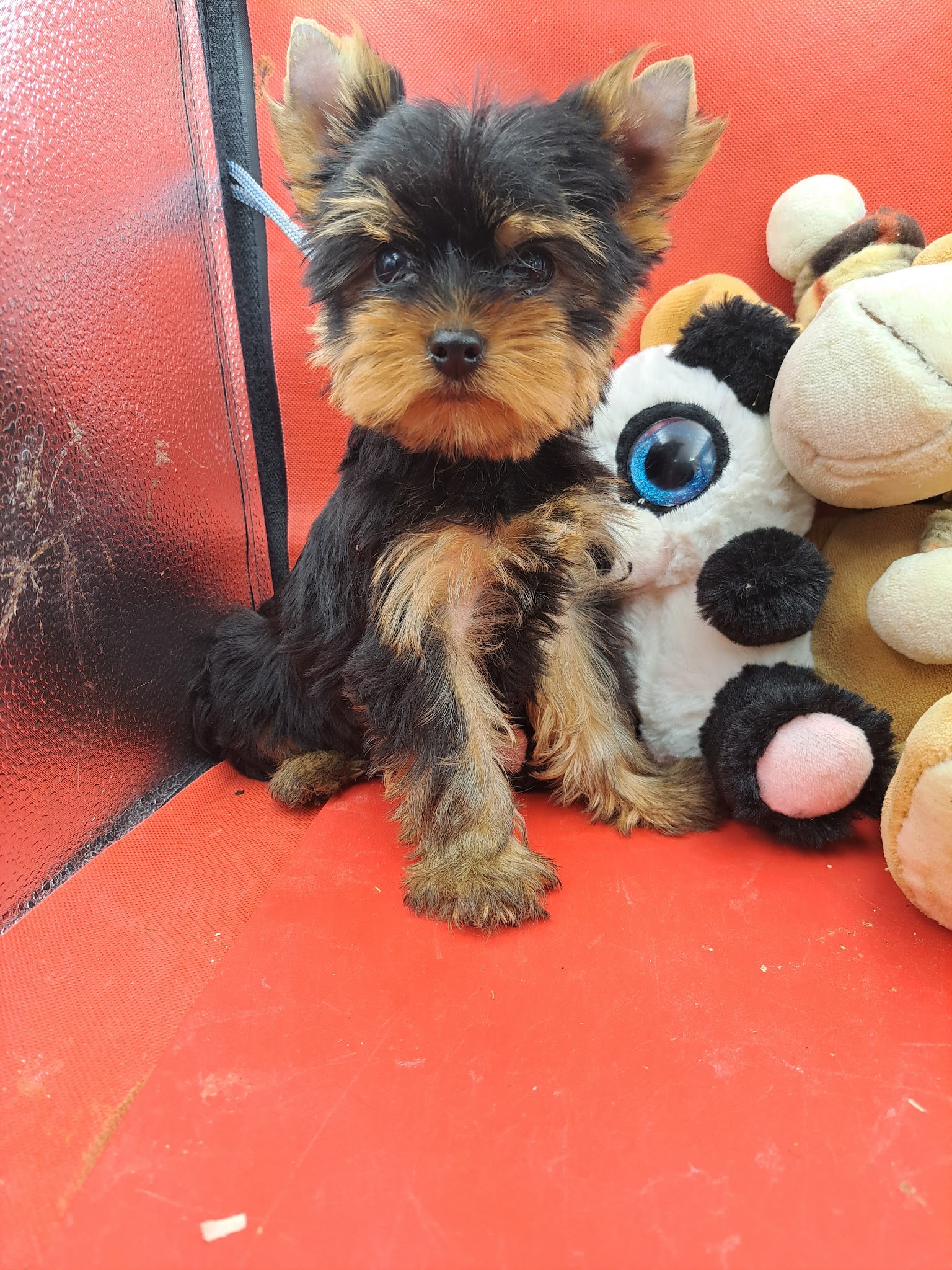 Elevage de yorkshire terriers LOF à Marseille "DE L'ELPAZEOR / OF ROYALTON " — photo