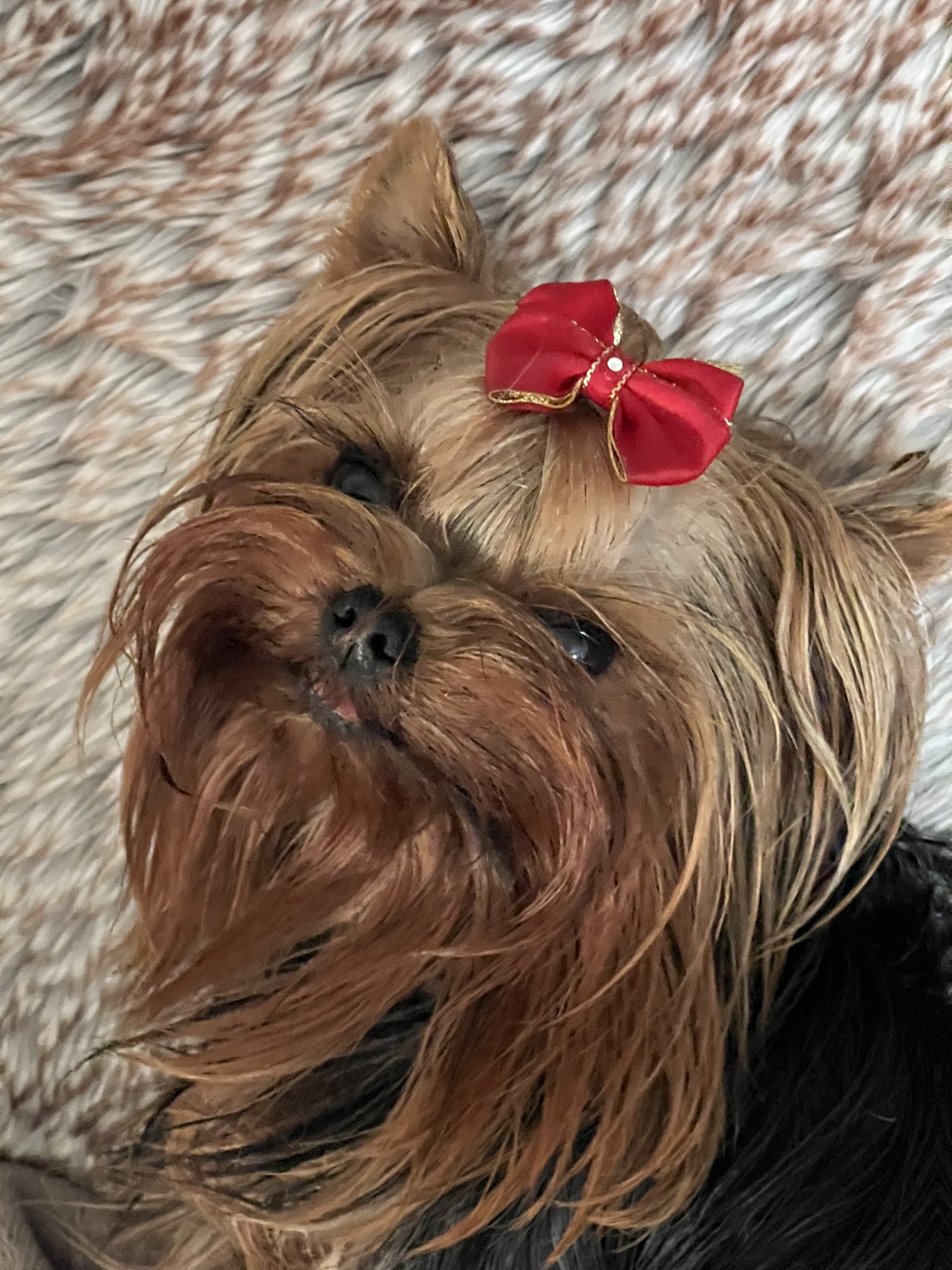 Elevage de yorkshire terriers LOF à Marseille "DE L'ELPAZEOR / OF ROYALTON " — photo
