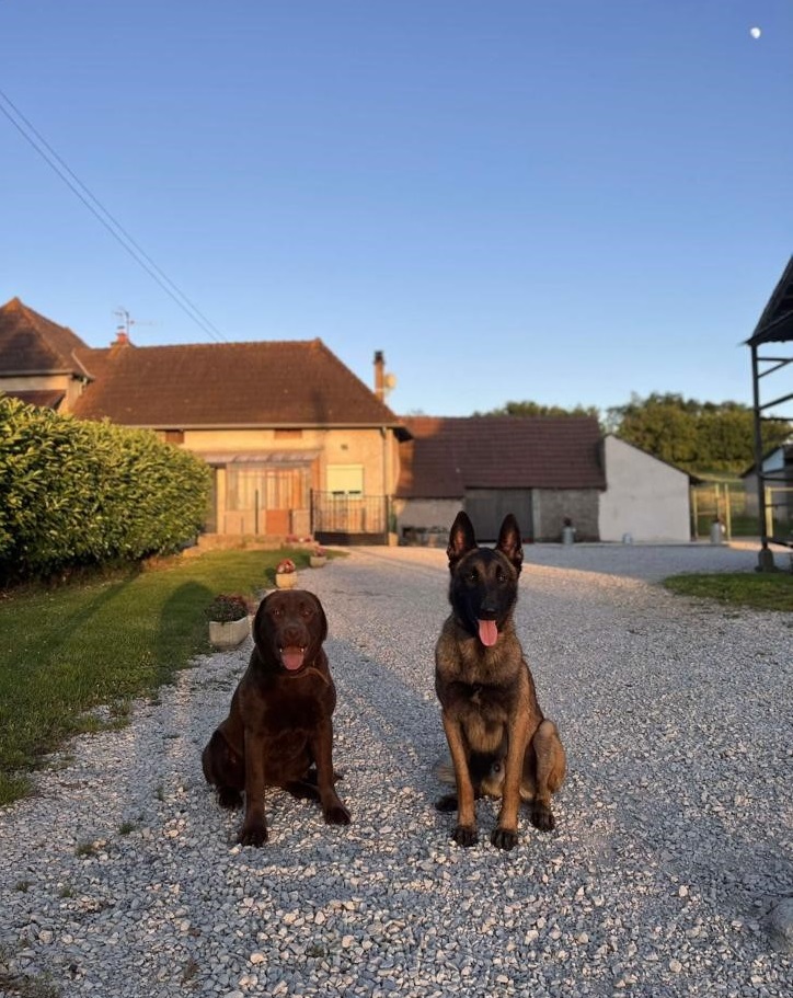Pension Chiens et Chats Boul'sDog — photo
