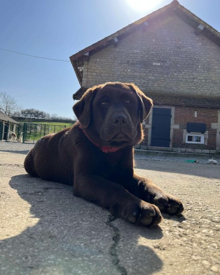 Pension Chiens et Chats Boul'sDog — photo