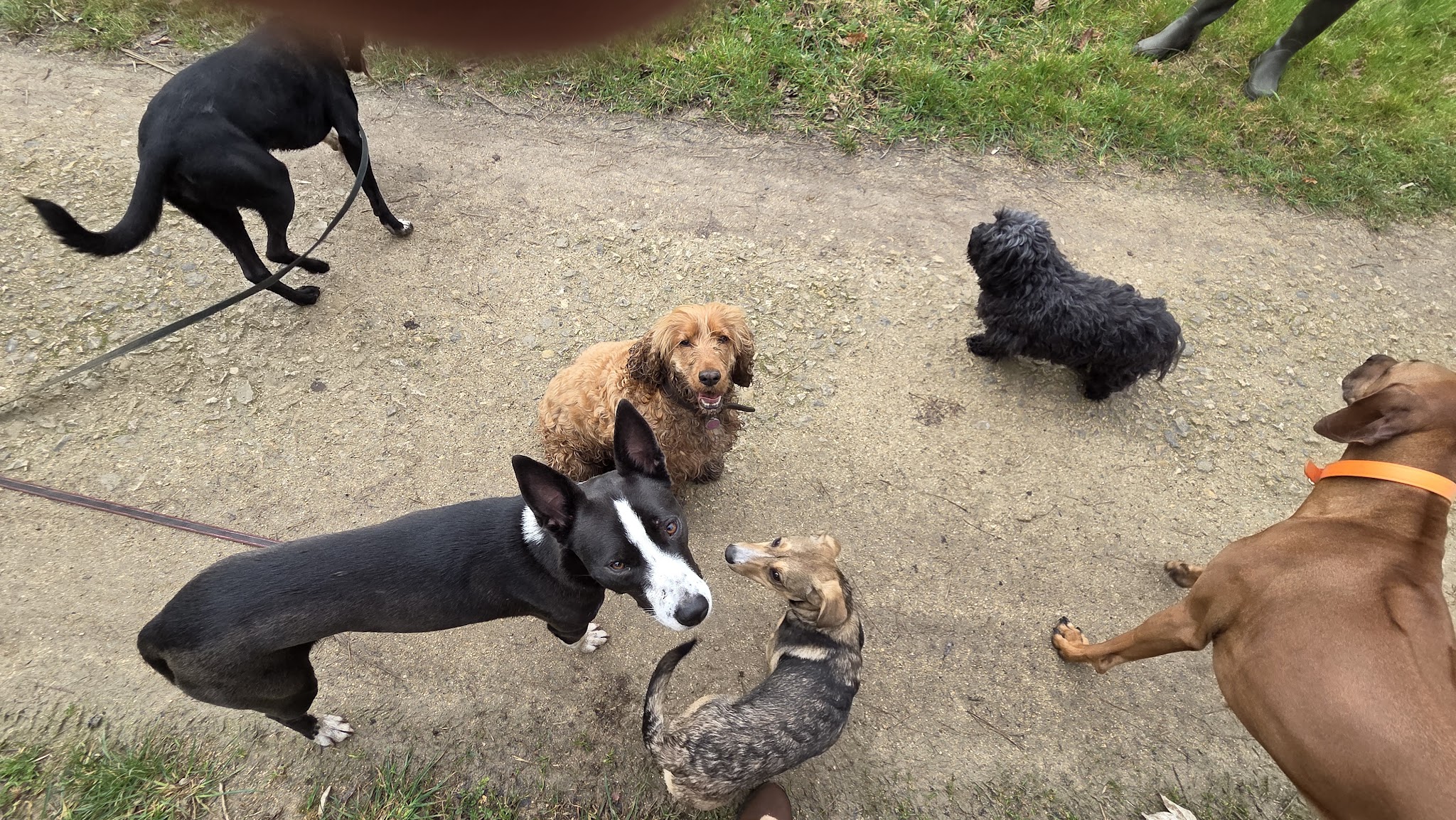 Dog Vadrouille - Promenade canine — photo