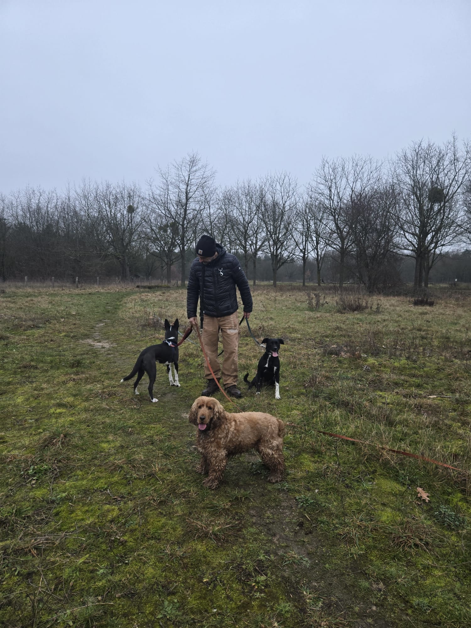 Dog Vadrouille - Promenade canine — photo