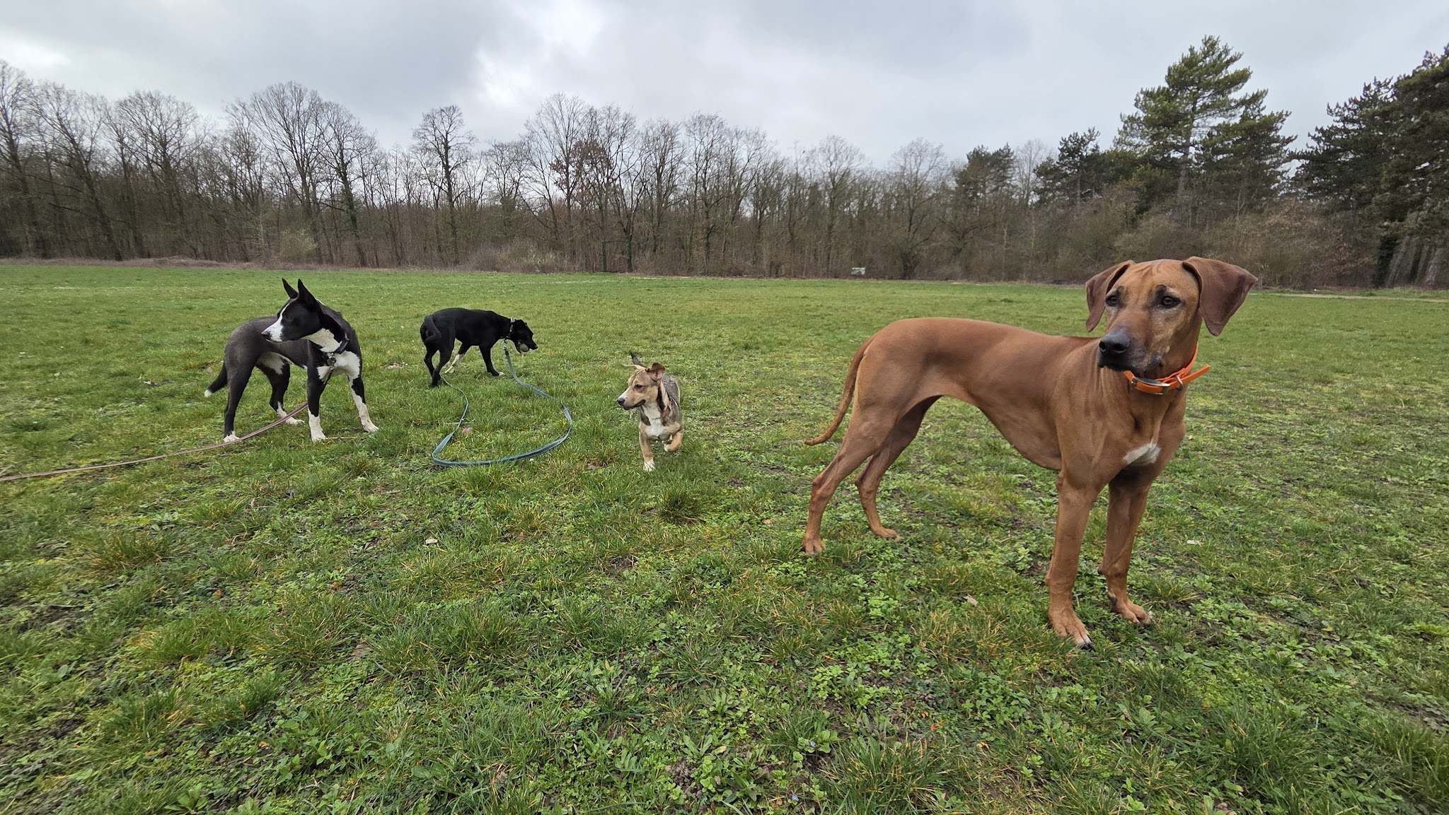 Dog Vadrouille - Promenade canine — photo