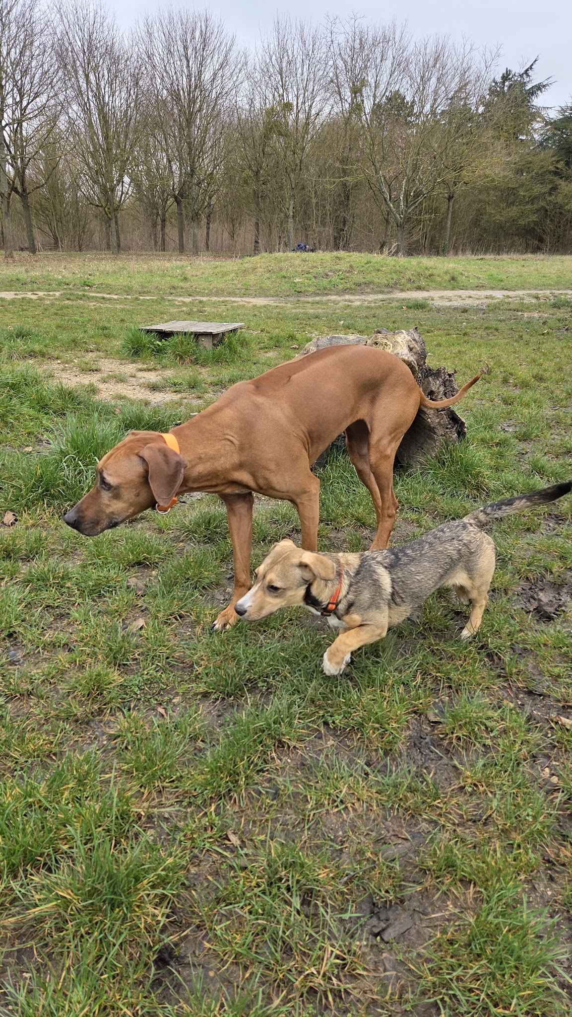Dog Vadrouille - Promenade canine — photo