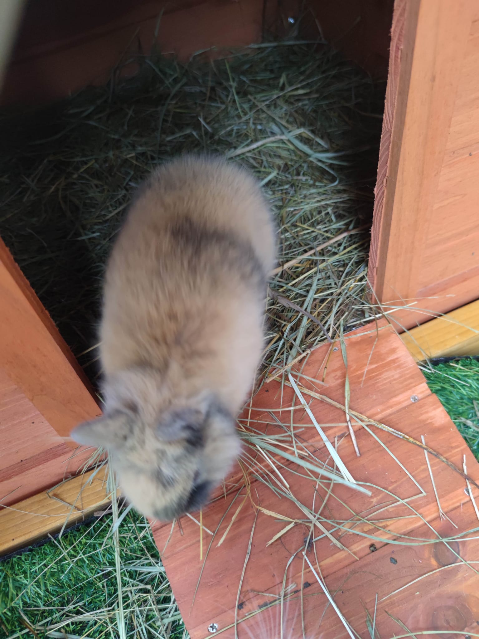 Pension Galland ( pension chiens, chats, NAC ) — photo