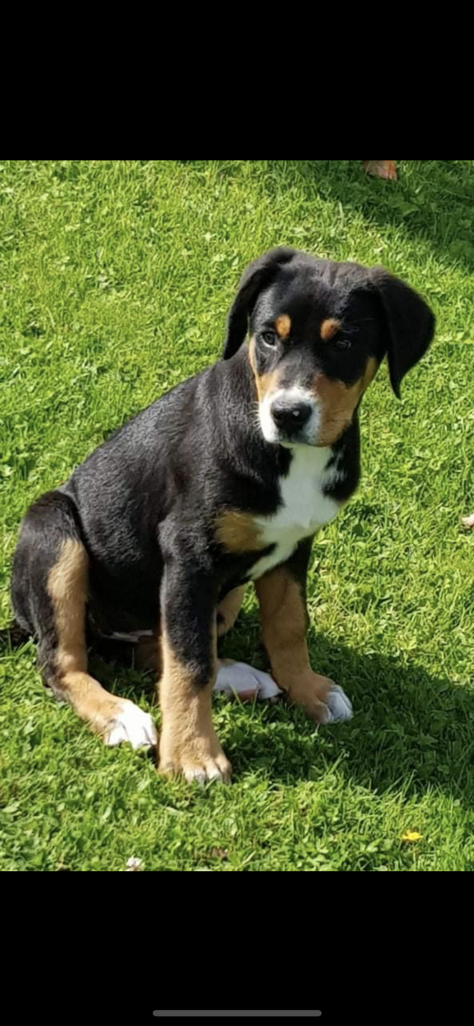 Pension Galland ( pension chiens, chats, NAC ) — photo