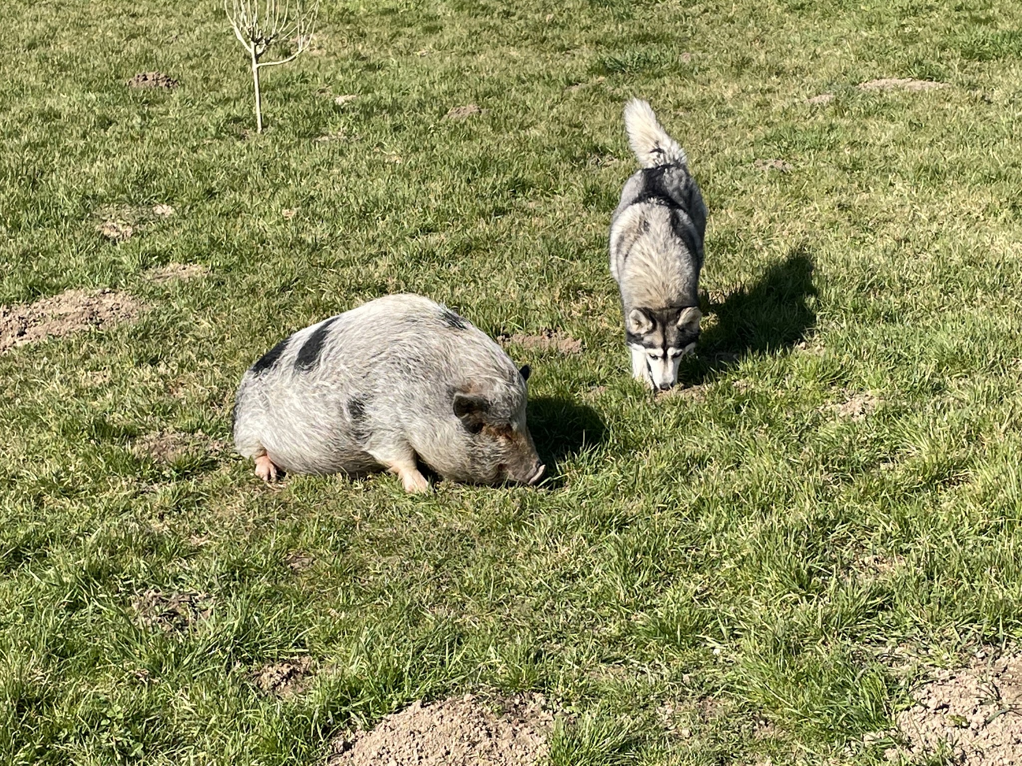 Pension Galland ( pension chiens, chats, NAC ) — photo