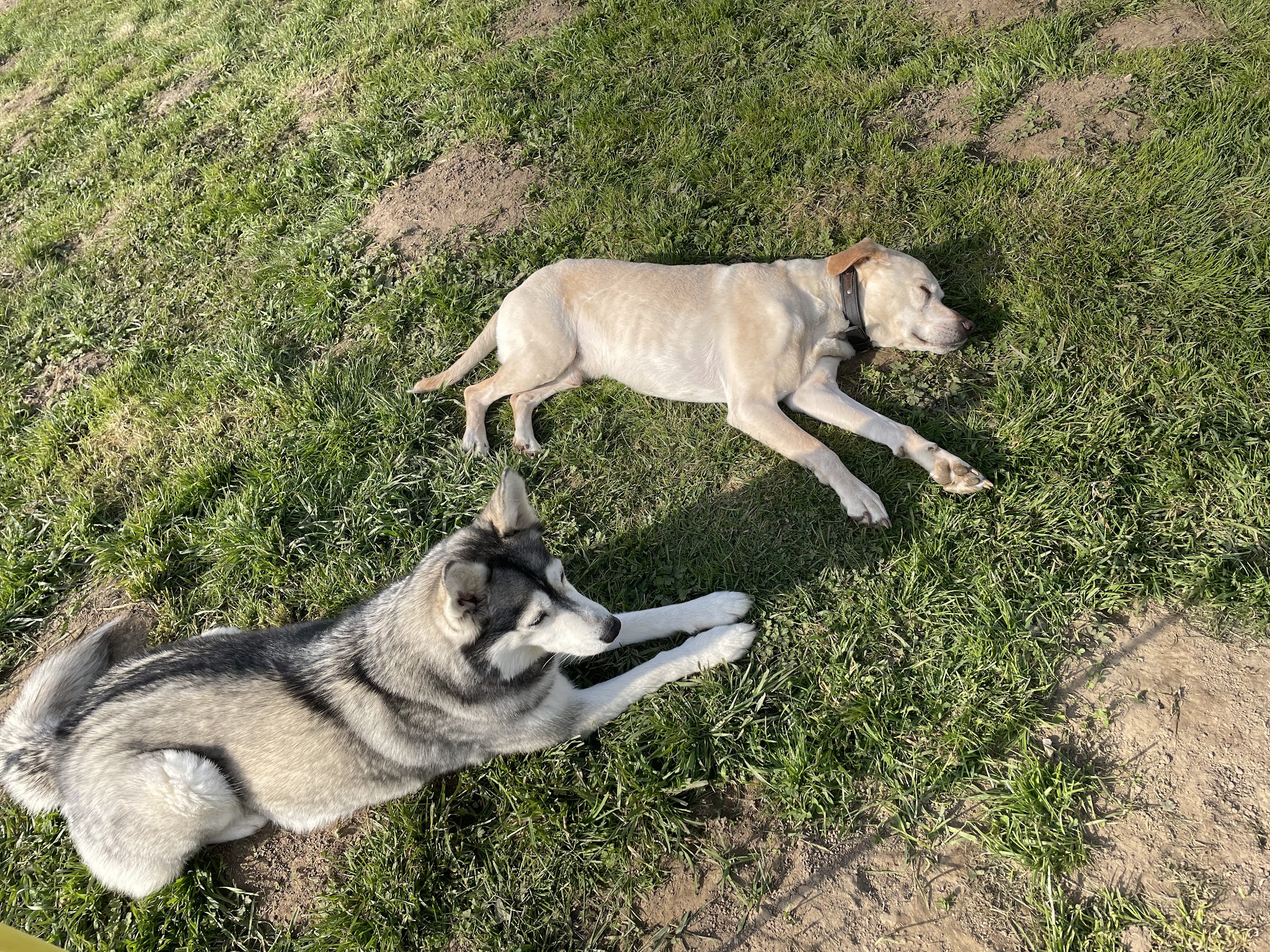 Pension Galland ( pension chiens, chats, NAC ) — photo