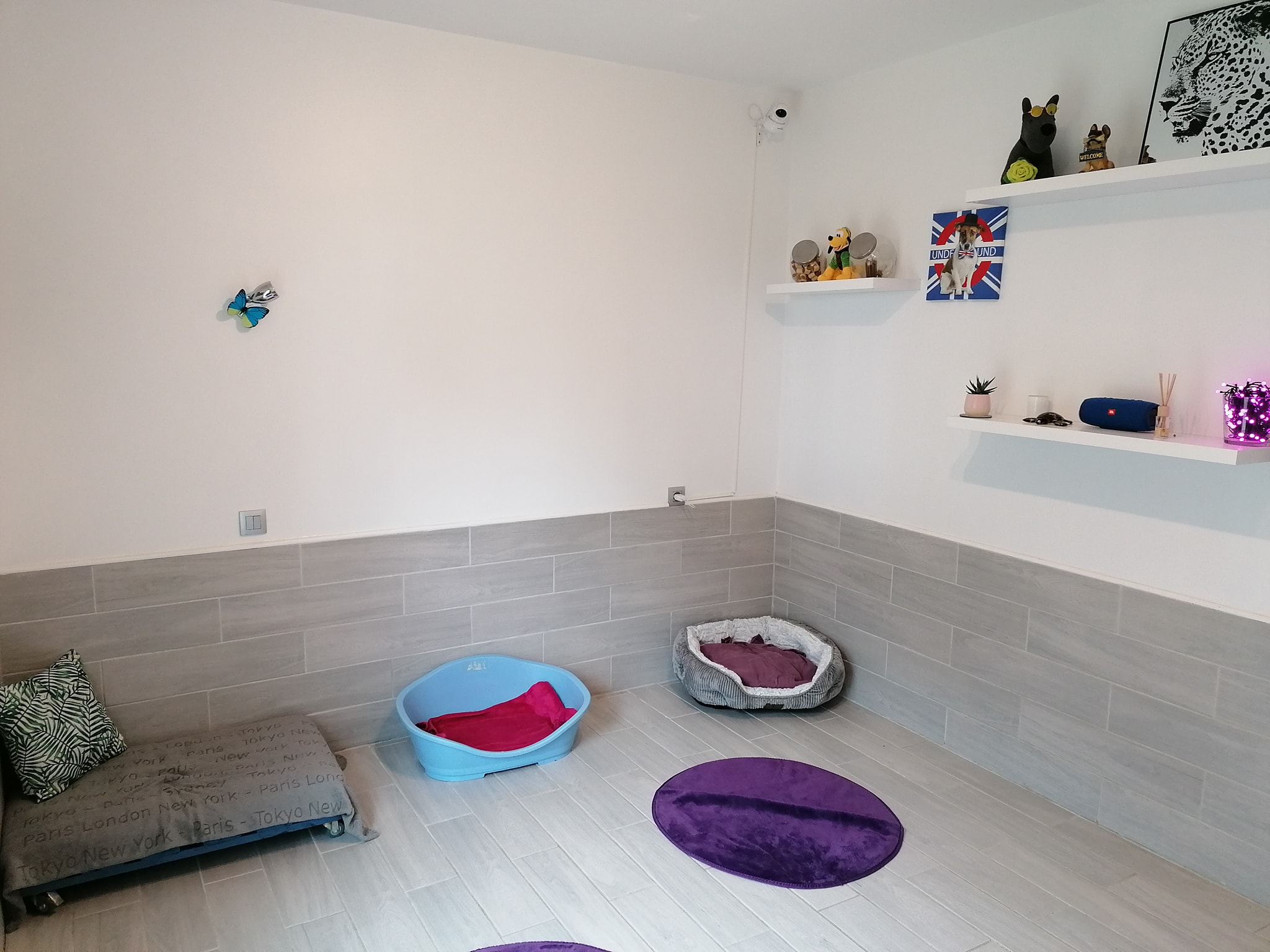 Angie et la Compagnie - Pension sans box — photo