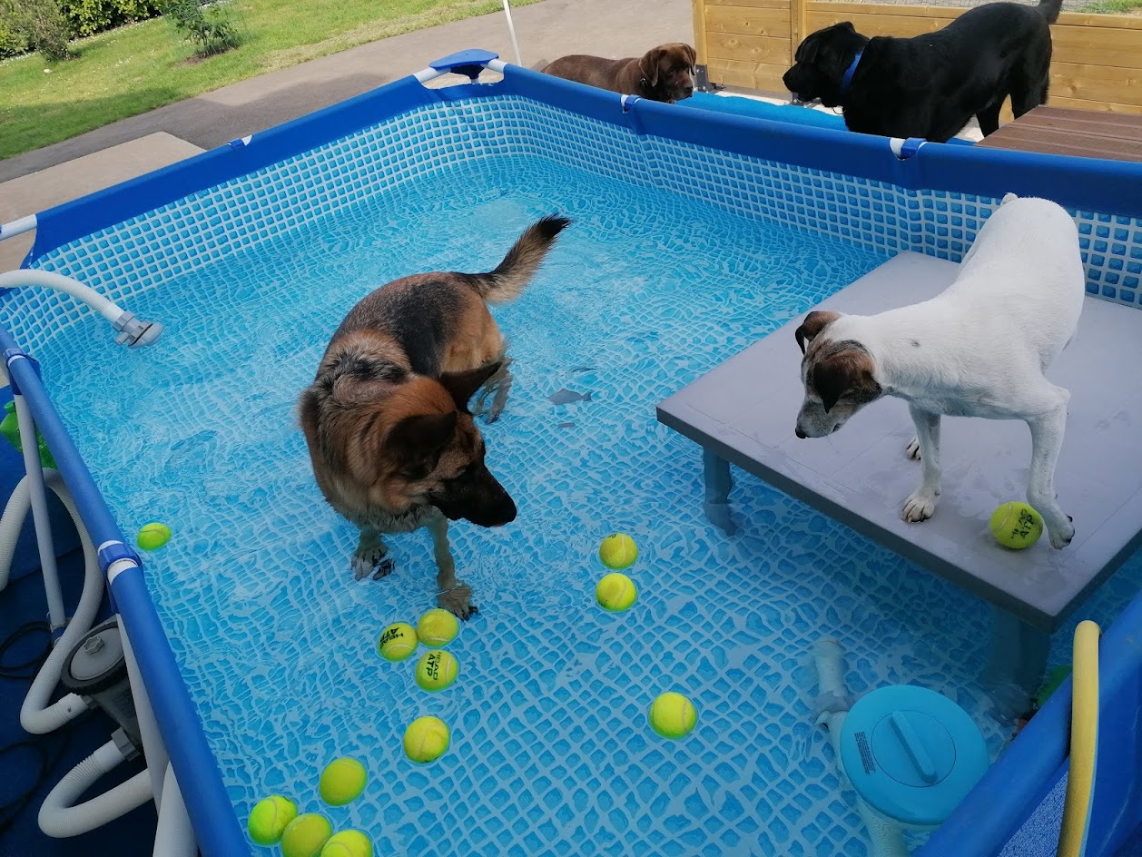 Angie et la Compagnie - Pension sans box — photo