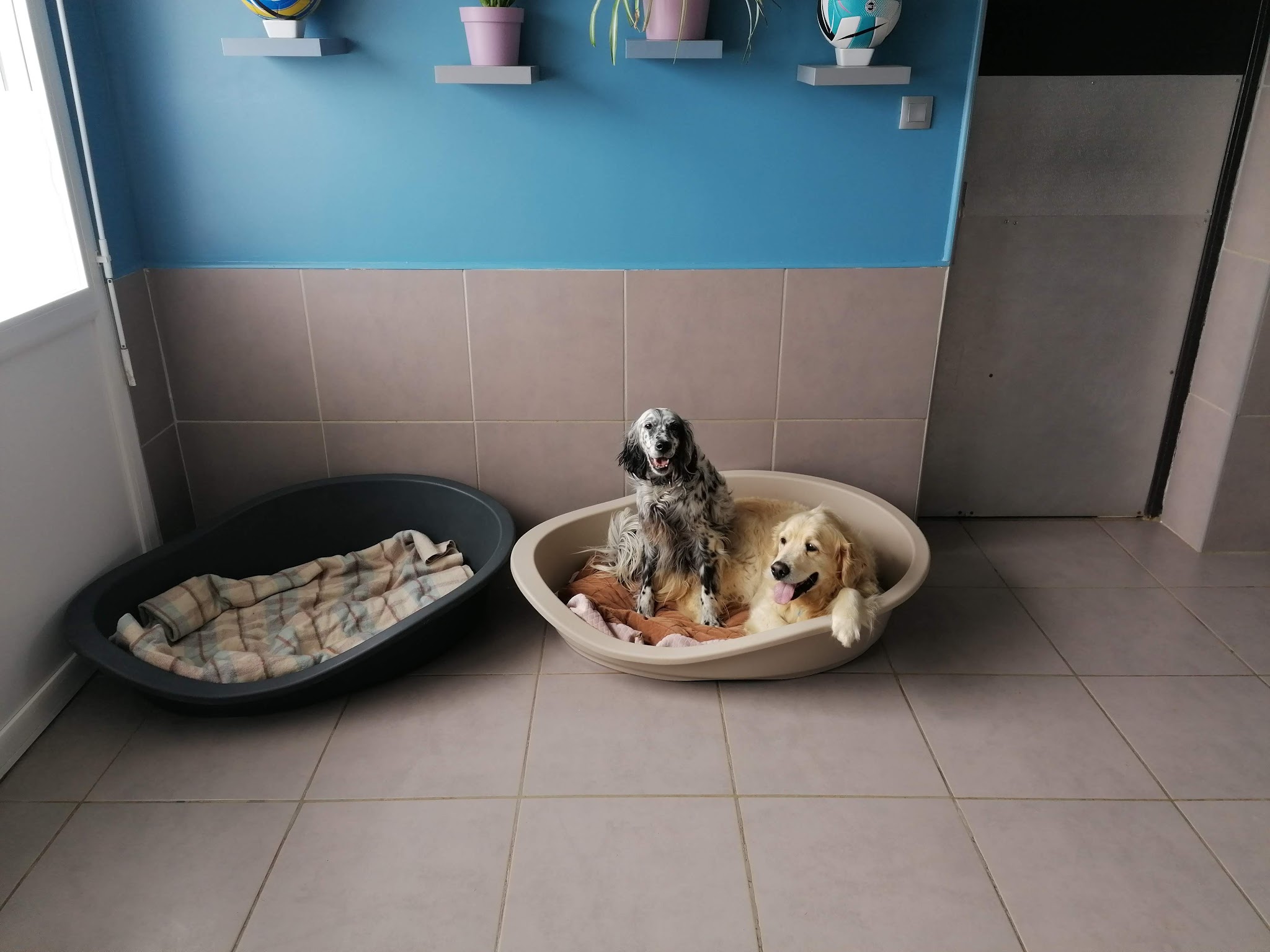 Angie et la Compagnie - Pension sans box — photo