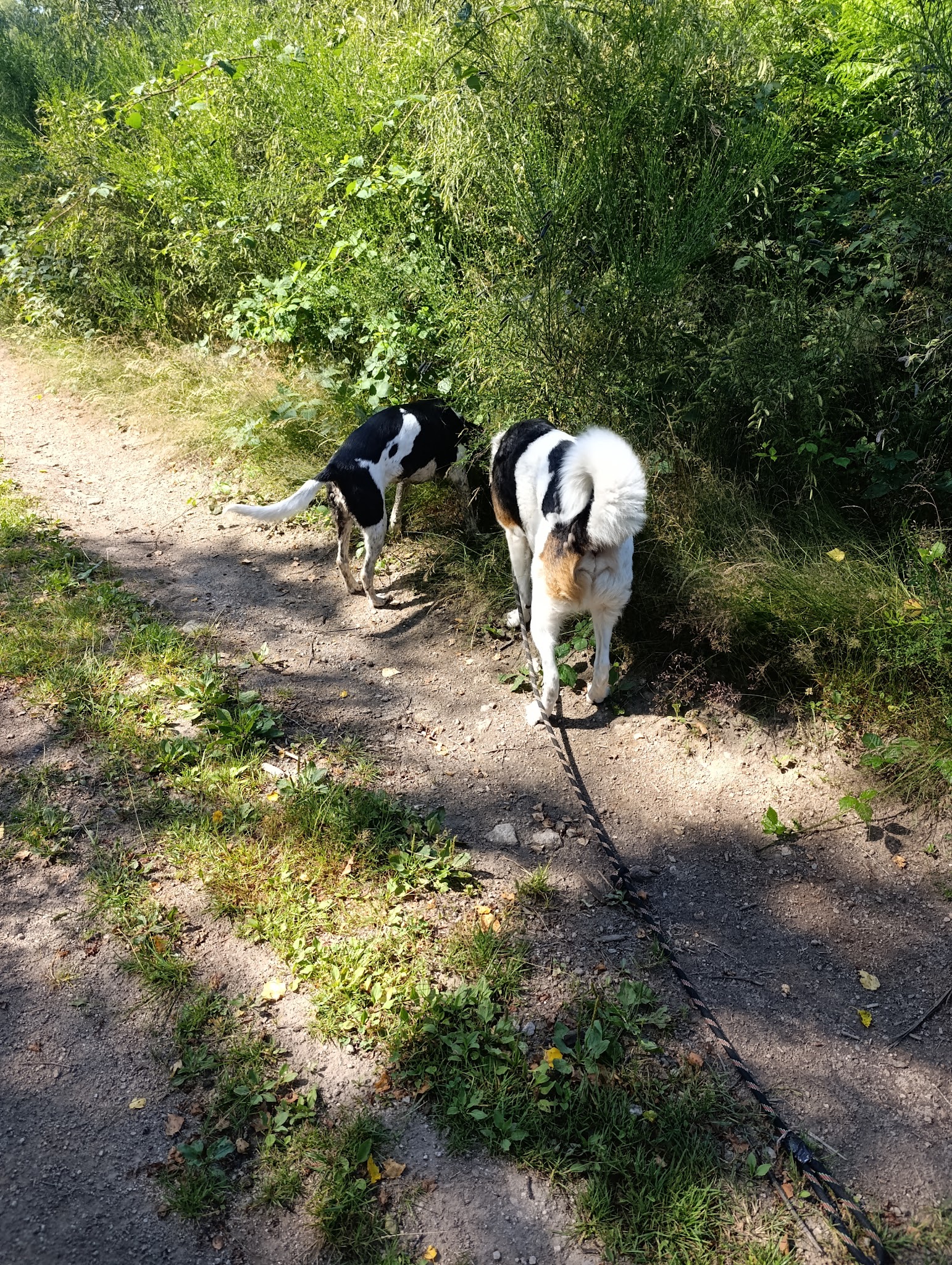 Ma Galipet's - garde chien chat NAC haute-loire (43) Loire (42)