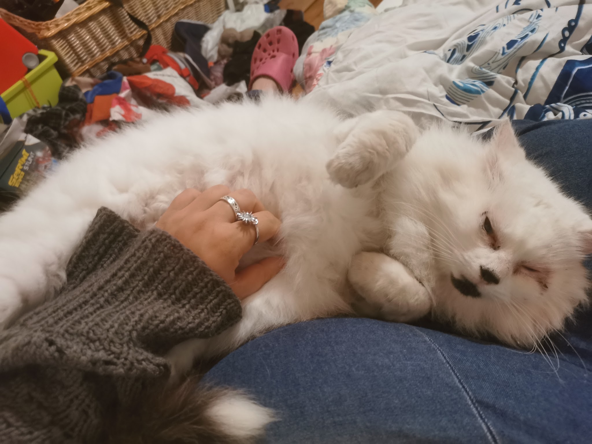 Ma Galipet's - garde chien chat NAC haute-loire (43) Loire (42) — photo