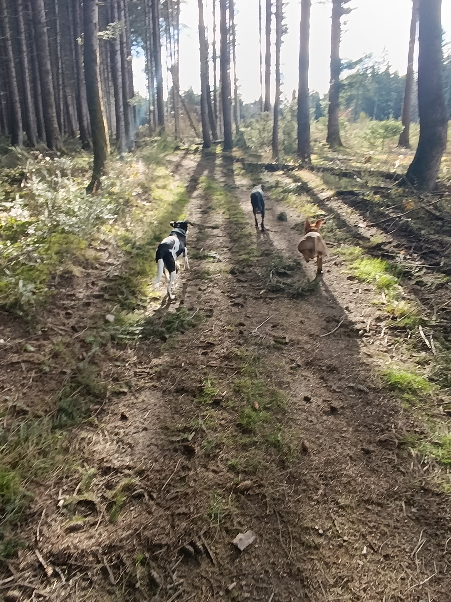 Ma Galipet's - garde chien chat NAC haute-loire (43) Loire (42) — photo