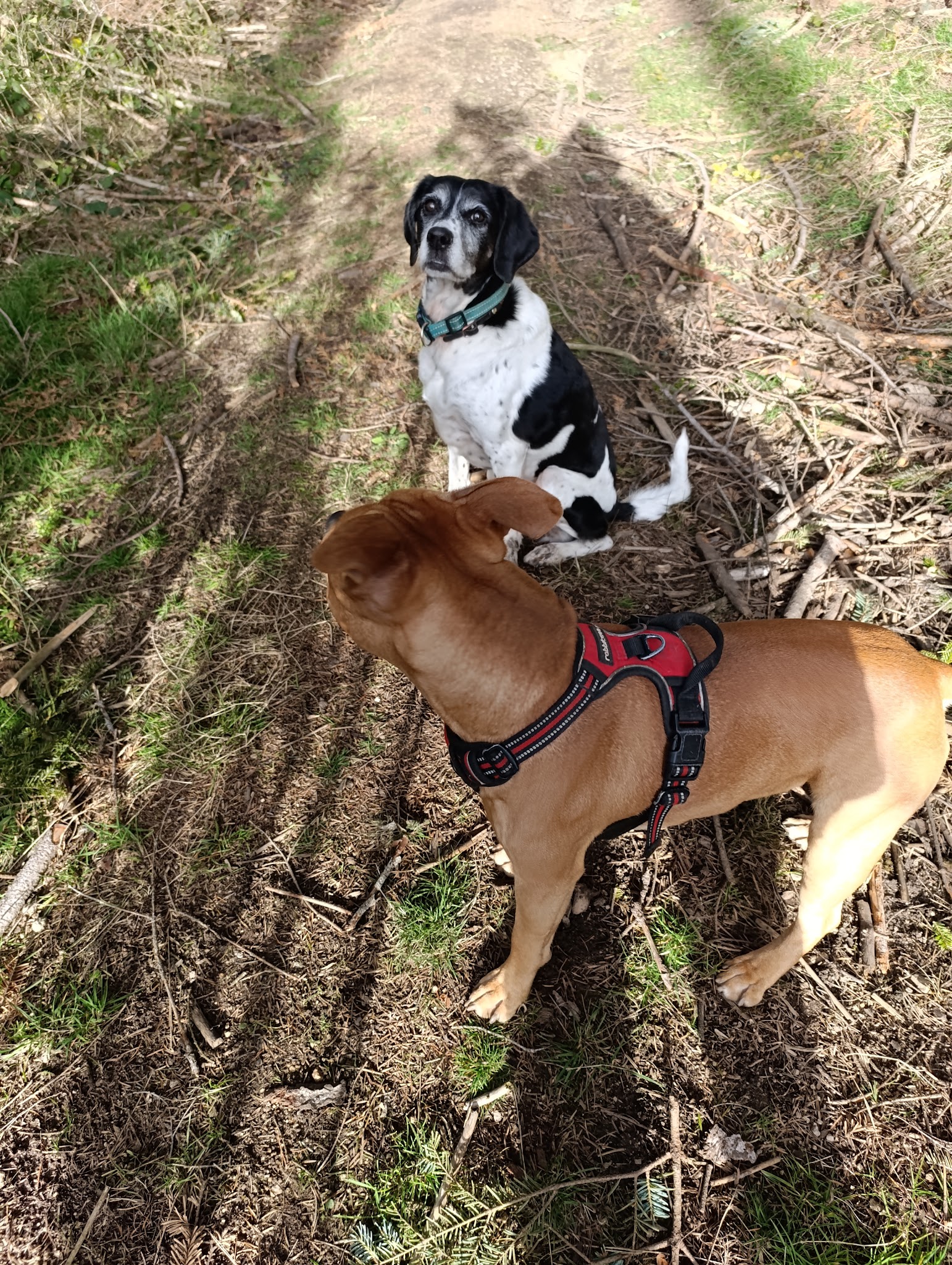 Ma Galipet's - garde chien chat NAC haute-loire (43) Loire (42) — photo