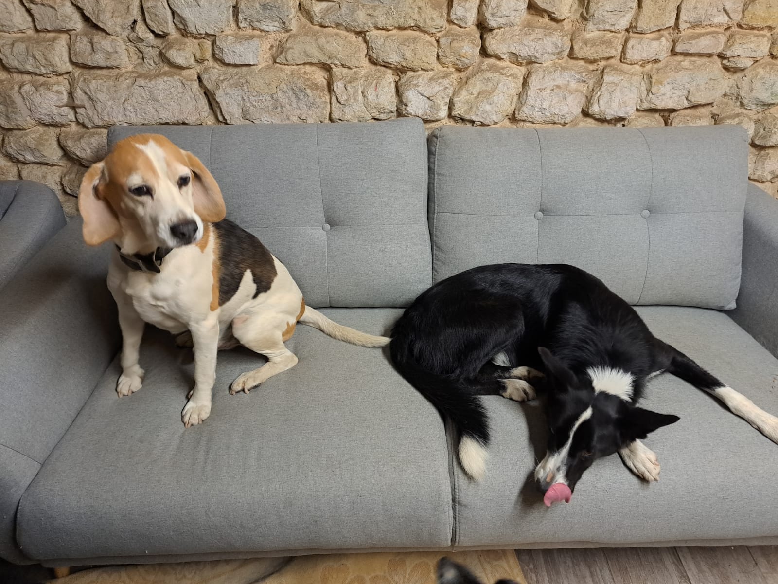 Pension/Garderie CHIENS Ô'Rêve du Glay — photo