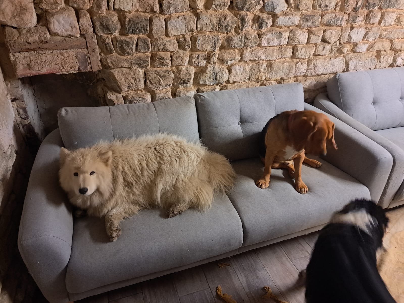 Pension/Garderie CHIENS Ô'Rêve du Glay — photo