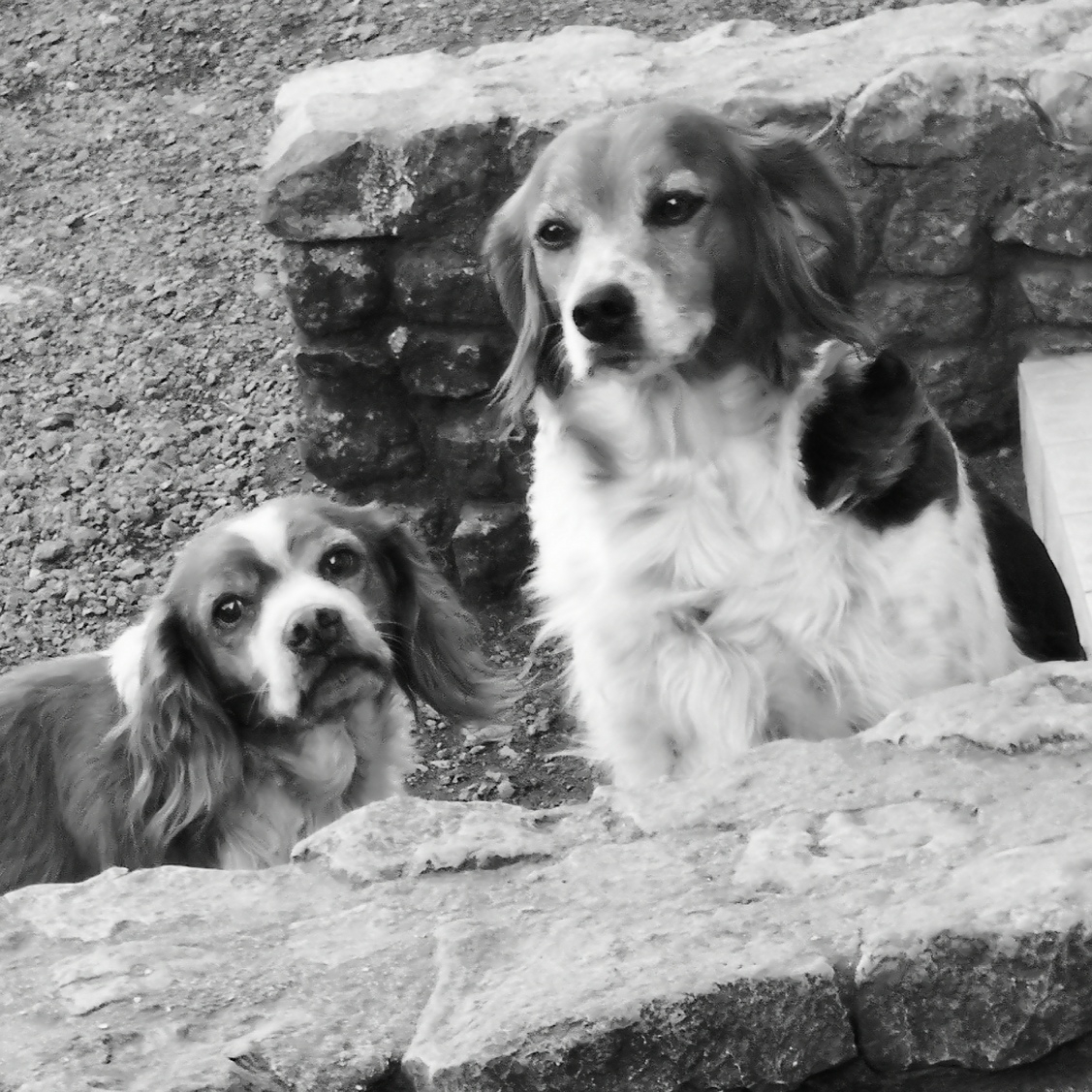 Pension/Garderie CHIENS Ô'Rêve du Glay — photo
