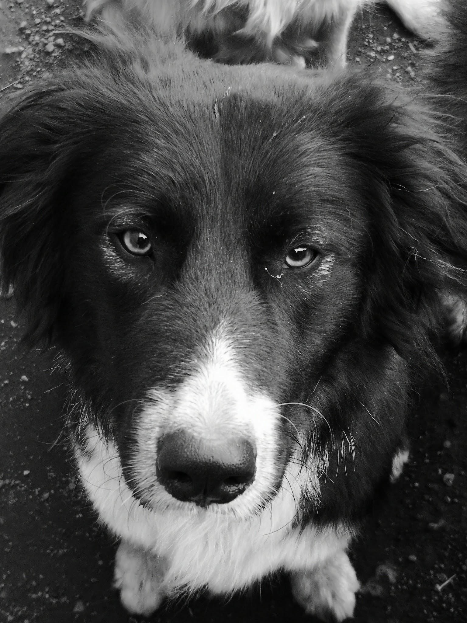Pension/Garderie CHIENS Ô'Rêve du Glay — photo