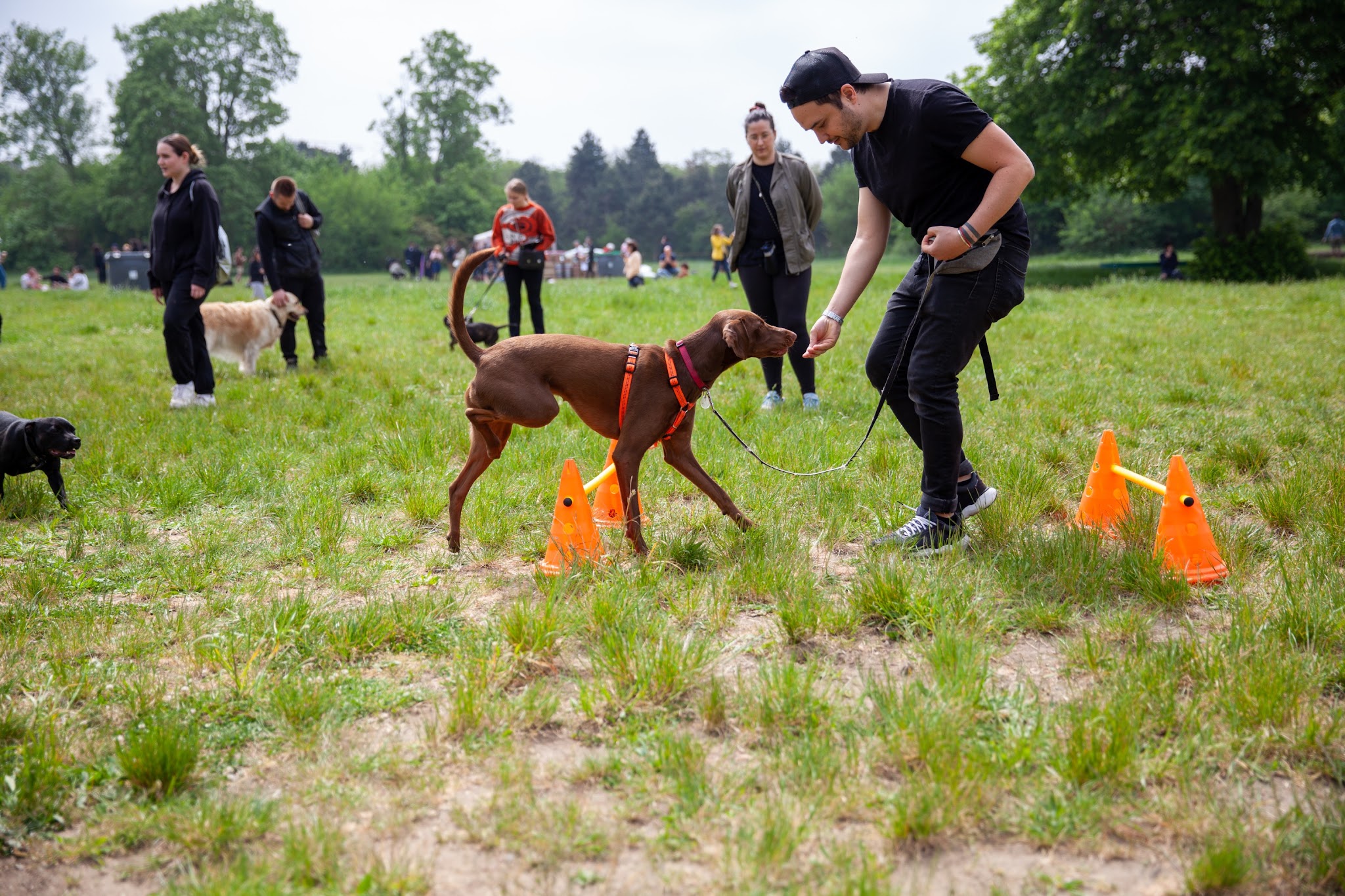 Olykan - éducation canine Paris — photo