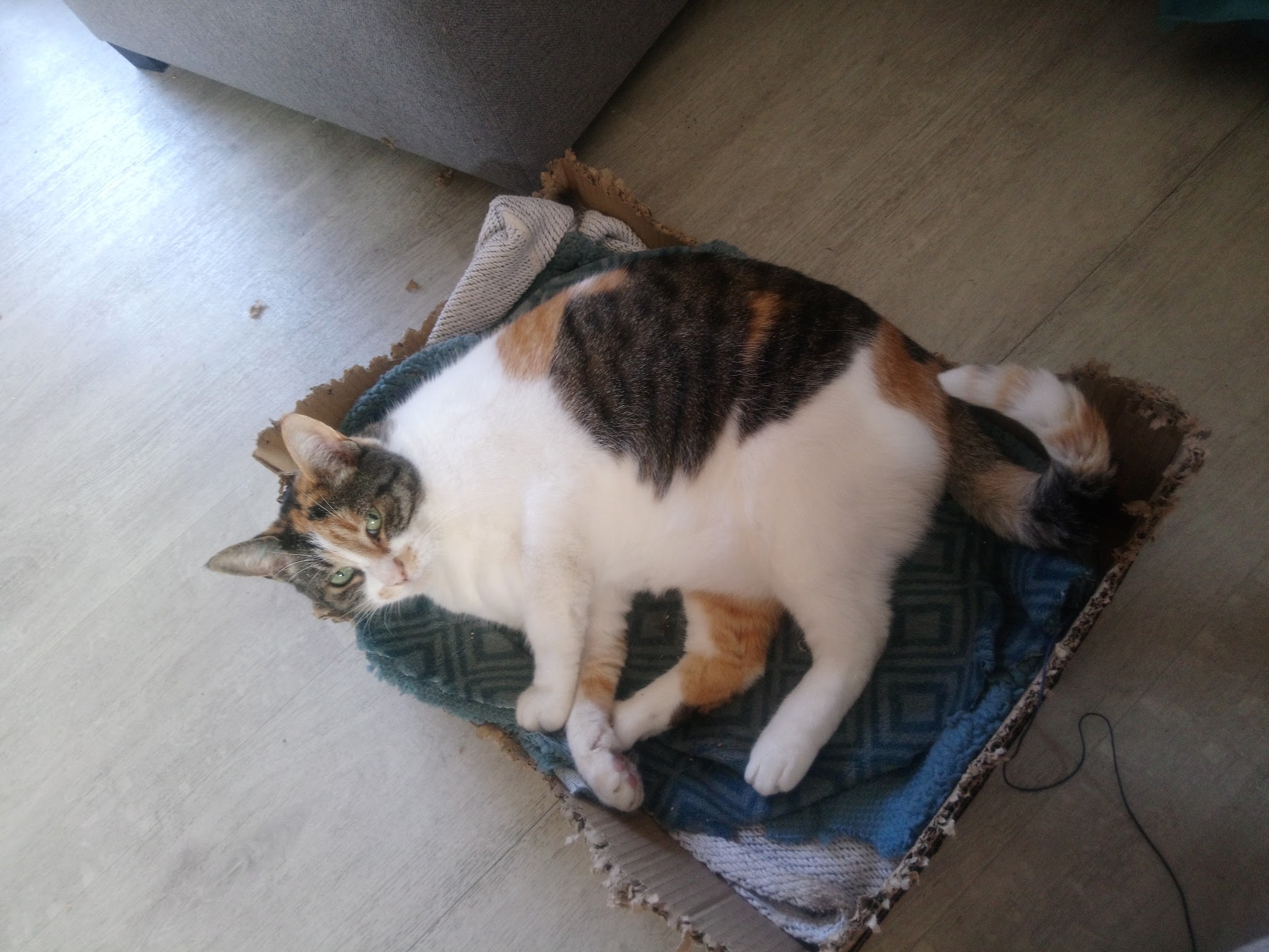 SCOUPIROU Nadia Lemagnen — photo