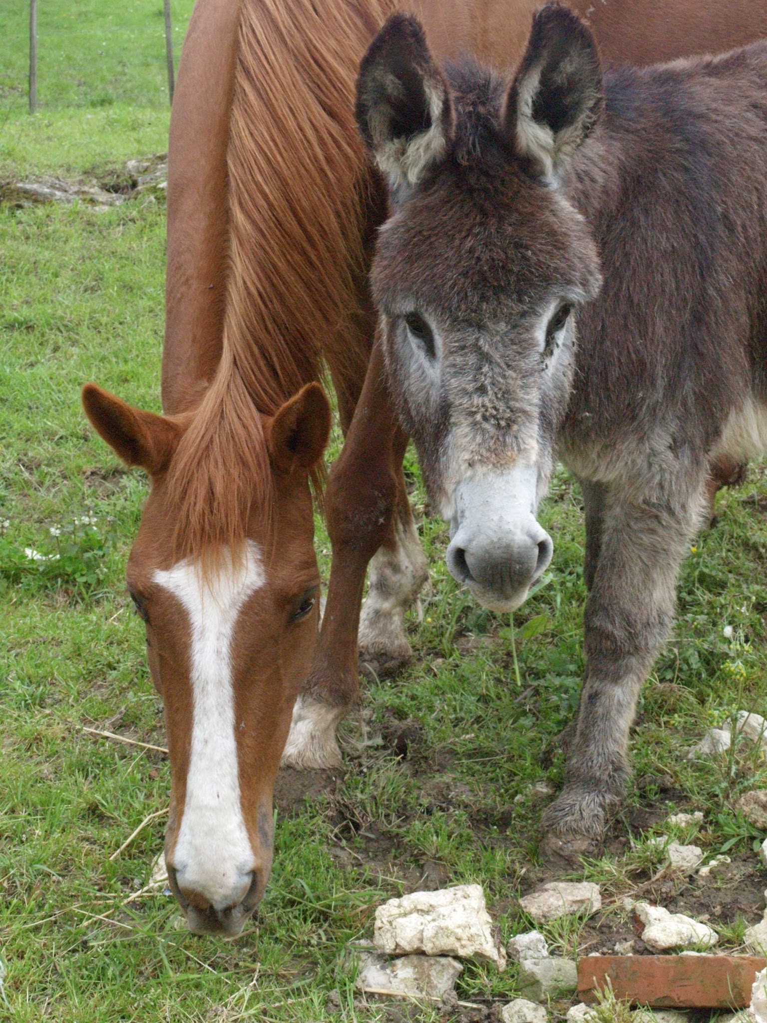 Pension Chevaux Moulin de la Ville Chamblon — photo