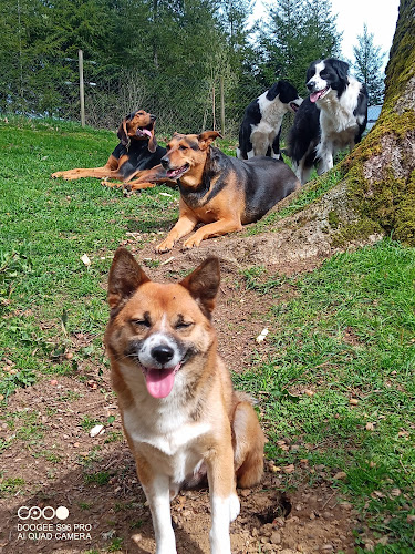 Pension canine Royal câlin