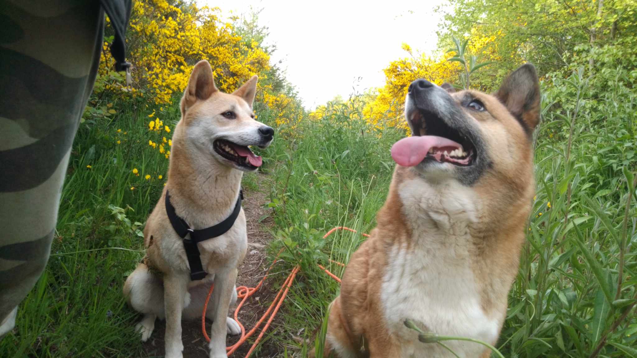 Pension canine Royal câlin — photo