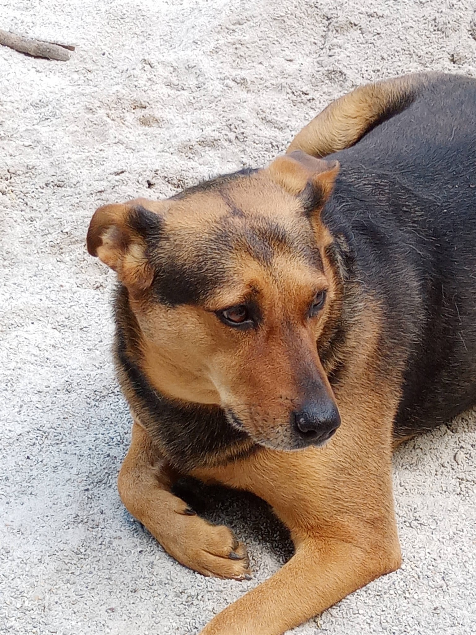Pension canine Royal câlin — photo