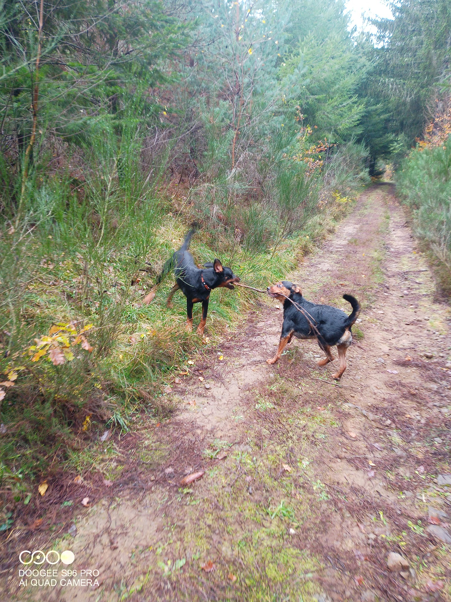 Pension canine Royal câlin — photo