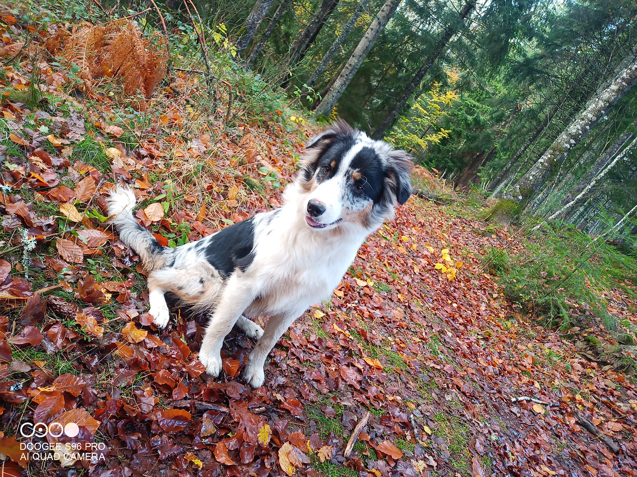 Pension canine Royal câlin — photo