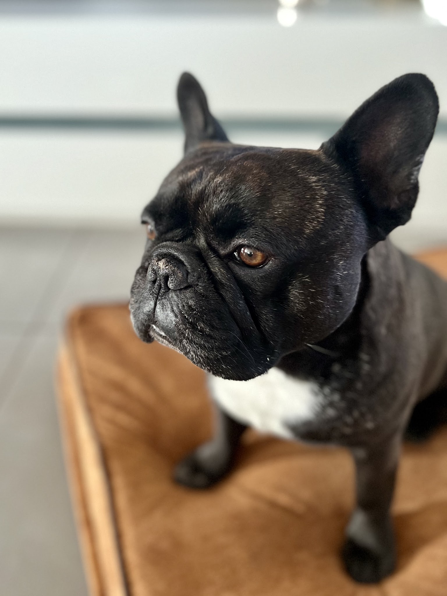 Aventure Dog — photo