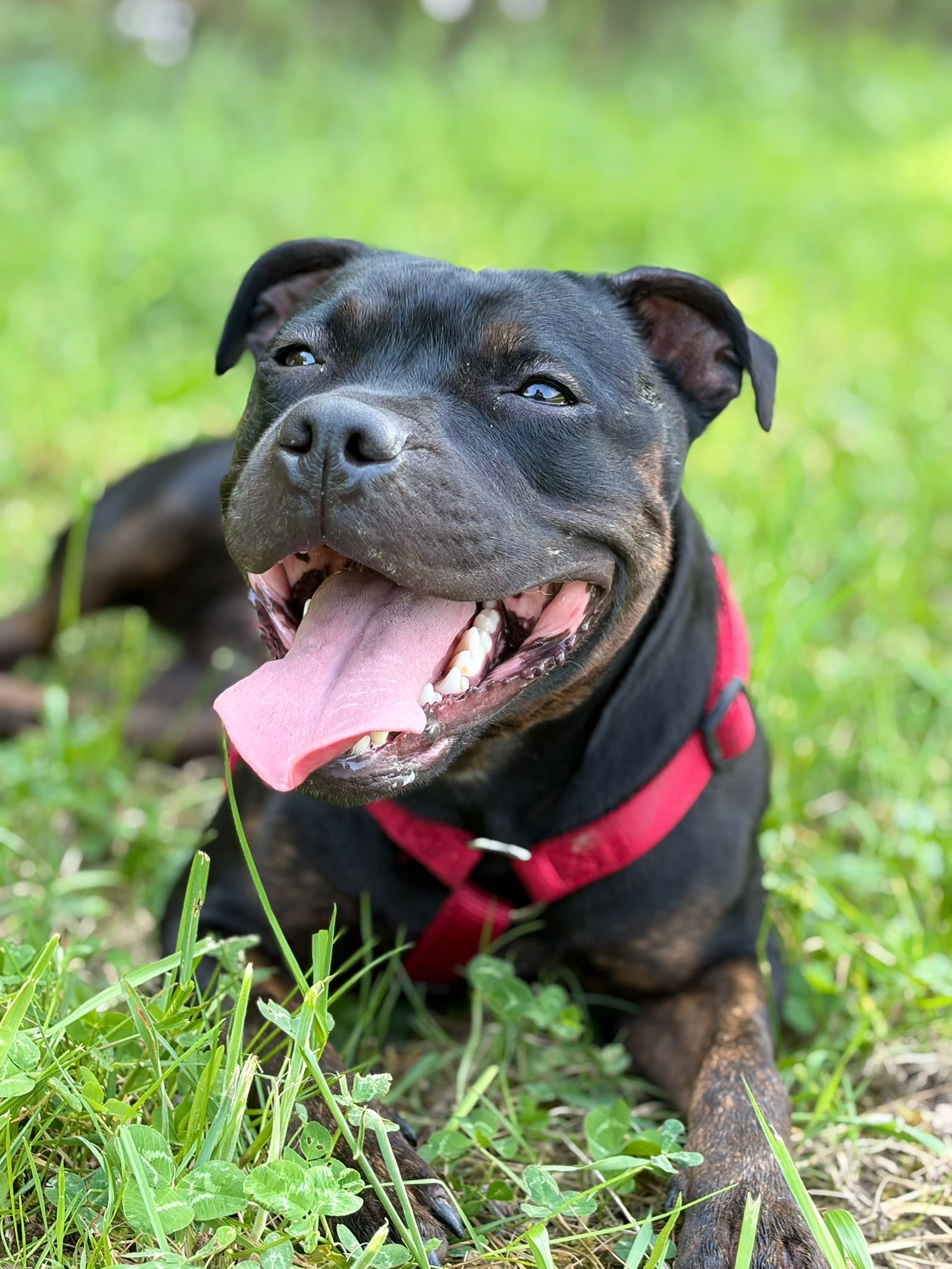 Aventure Dog — photo