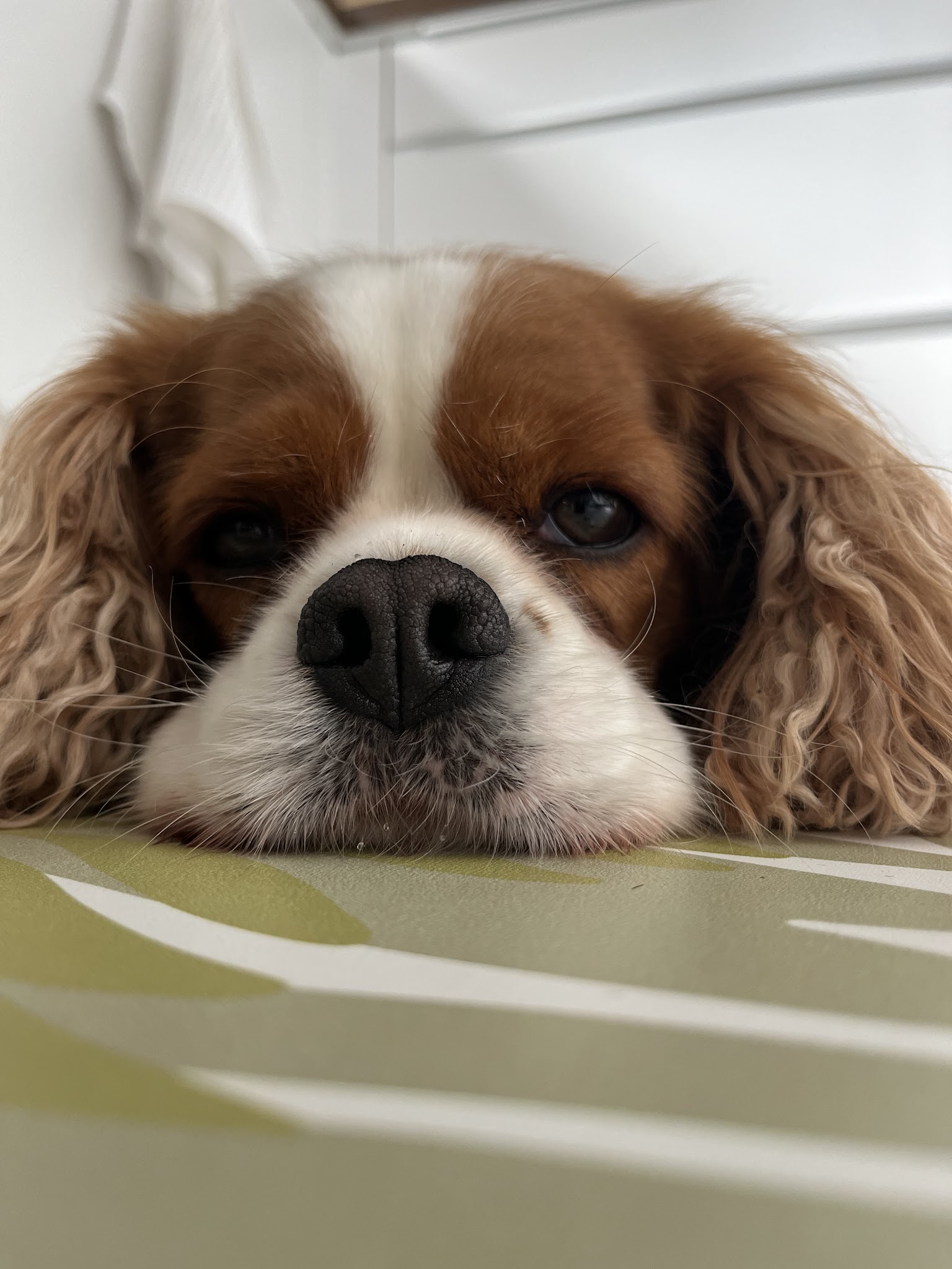 Aventure Dog — photo