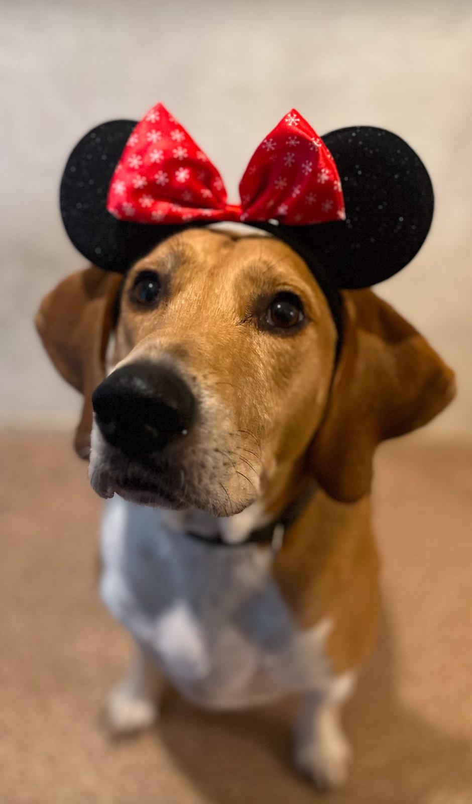 Aventure Dog — photo